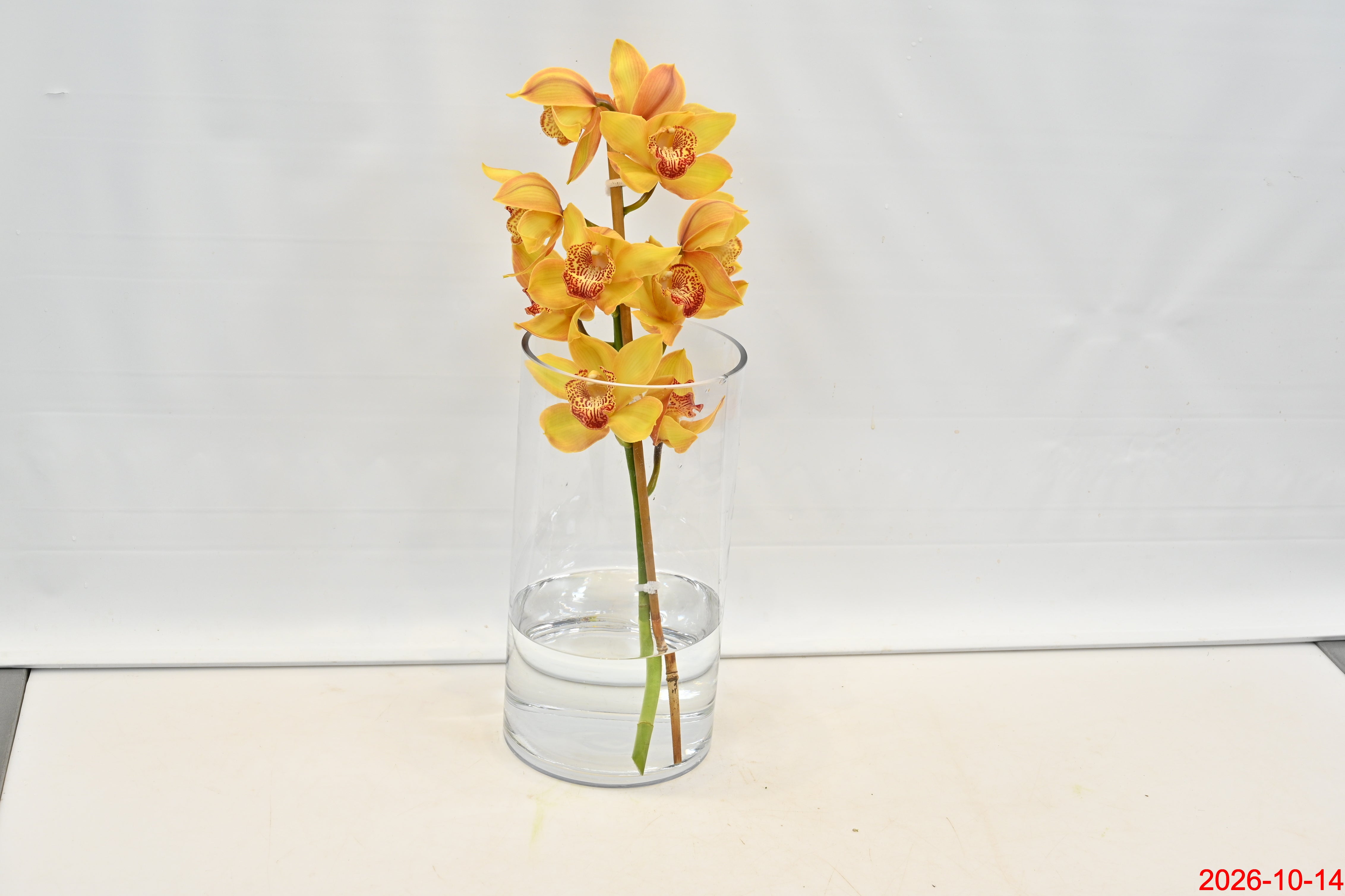 CYMBIDIUM YELLOW PER BLOOM Small
