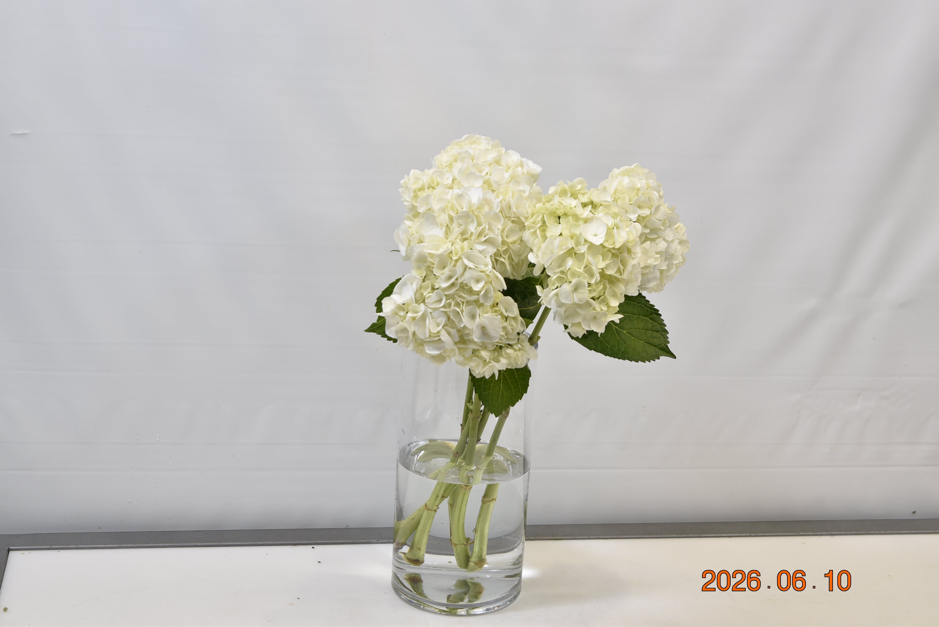 HYDRANGEA S. A. WHITE Small