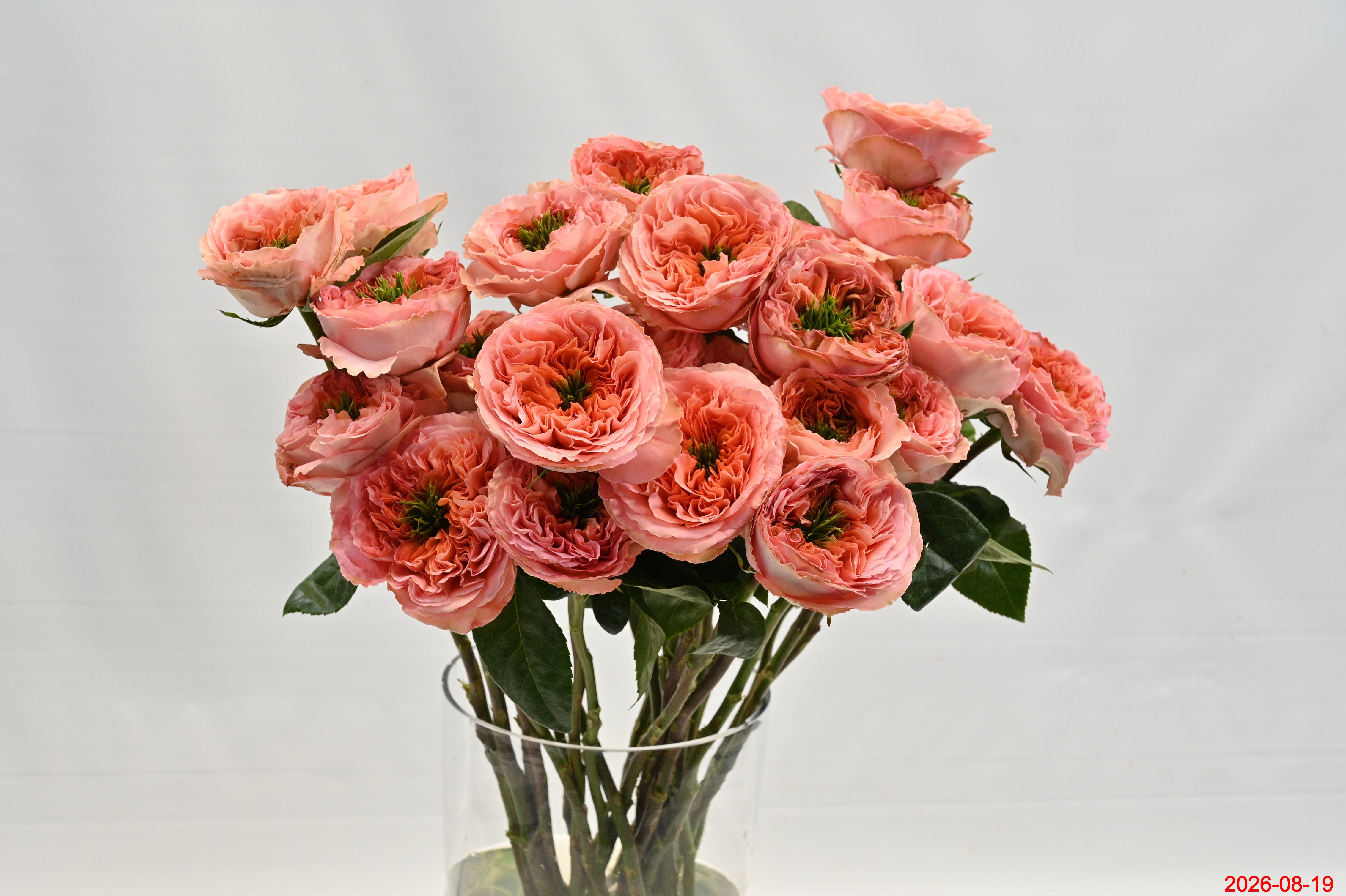 Rose Garden Mandarin X-Pression Small