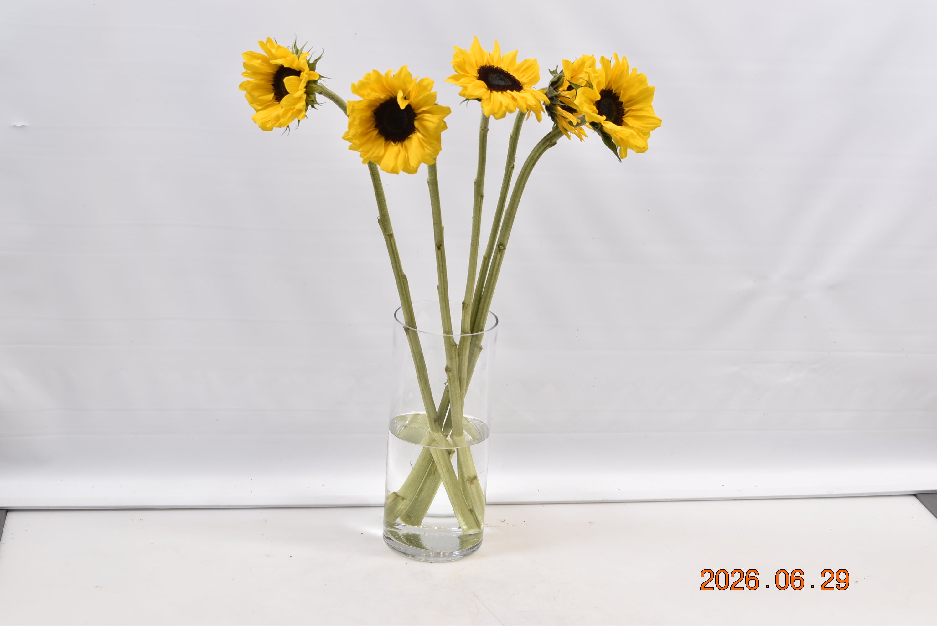 SUNFLOWER ASSORTED Small