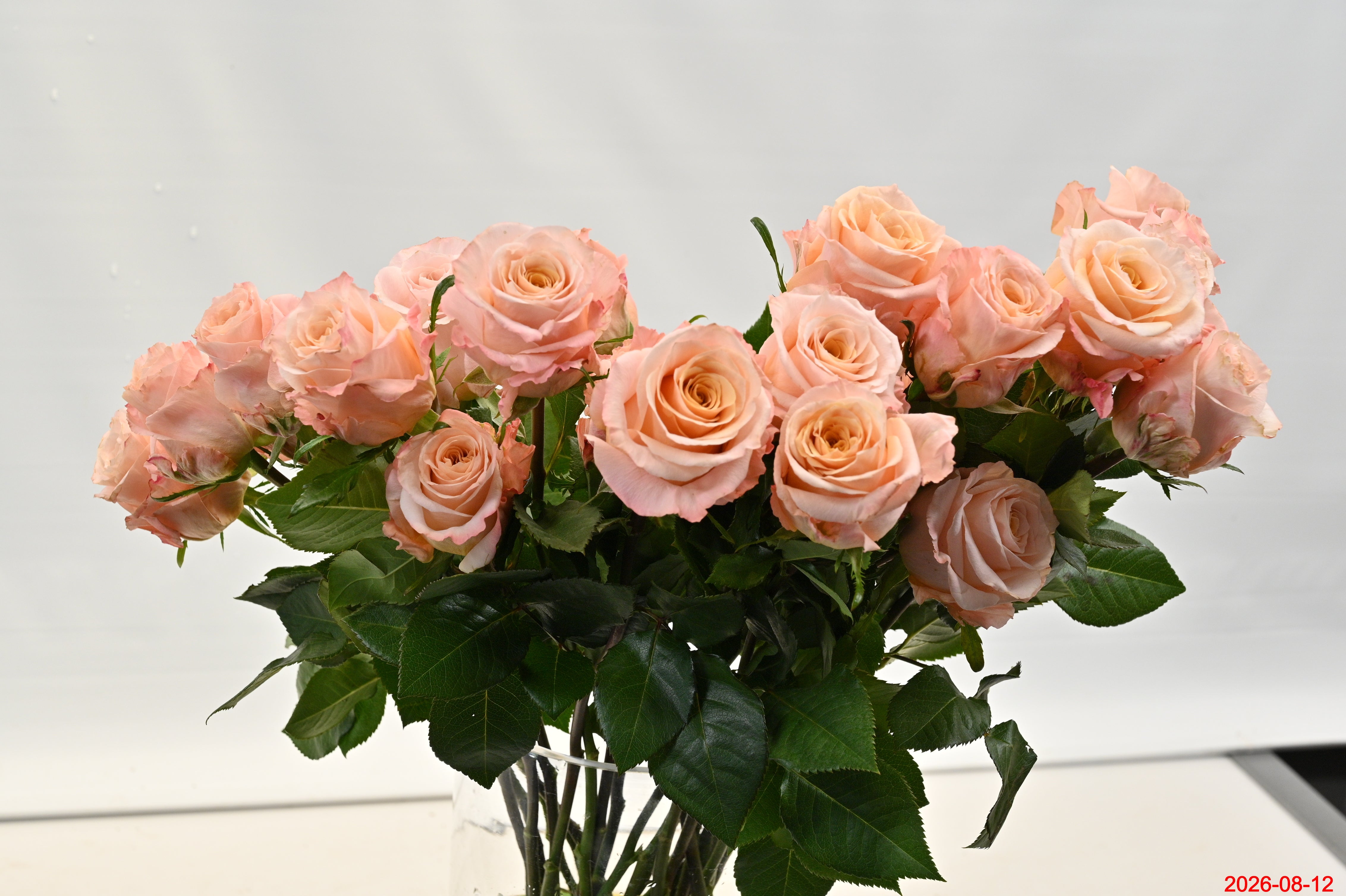 ROSE SHIMMER Small