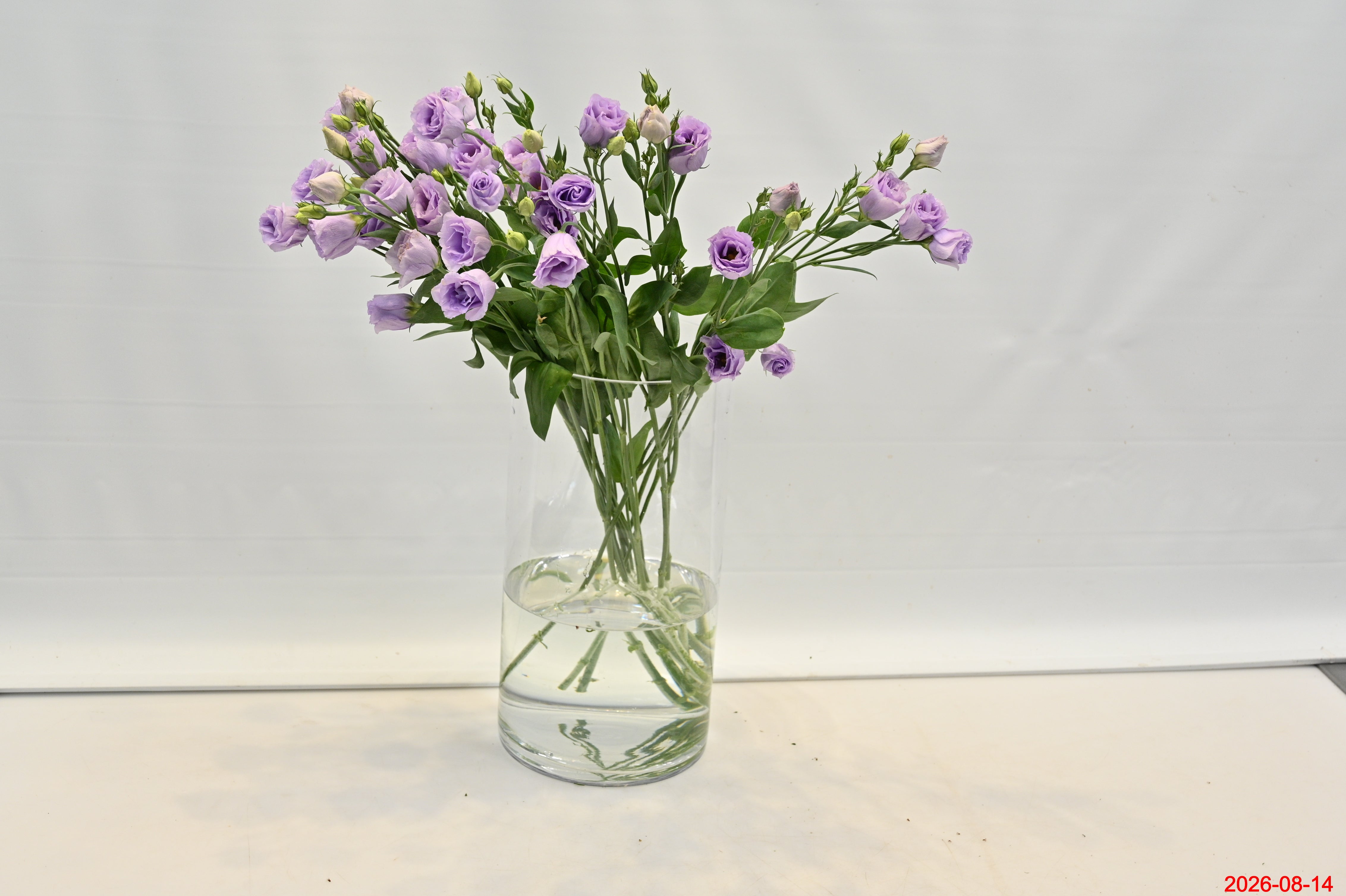 Lisianthus Dbl Lavender Small