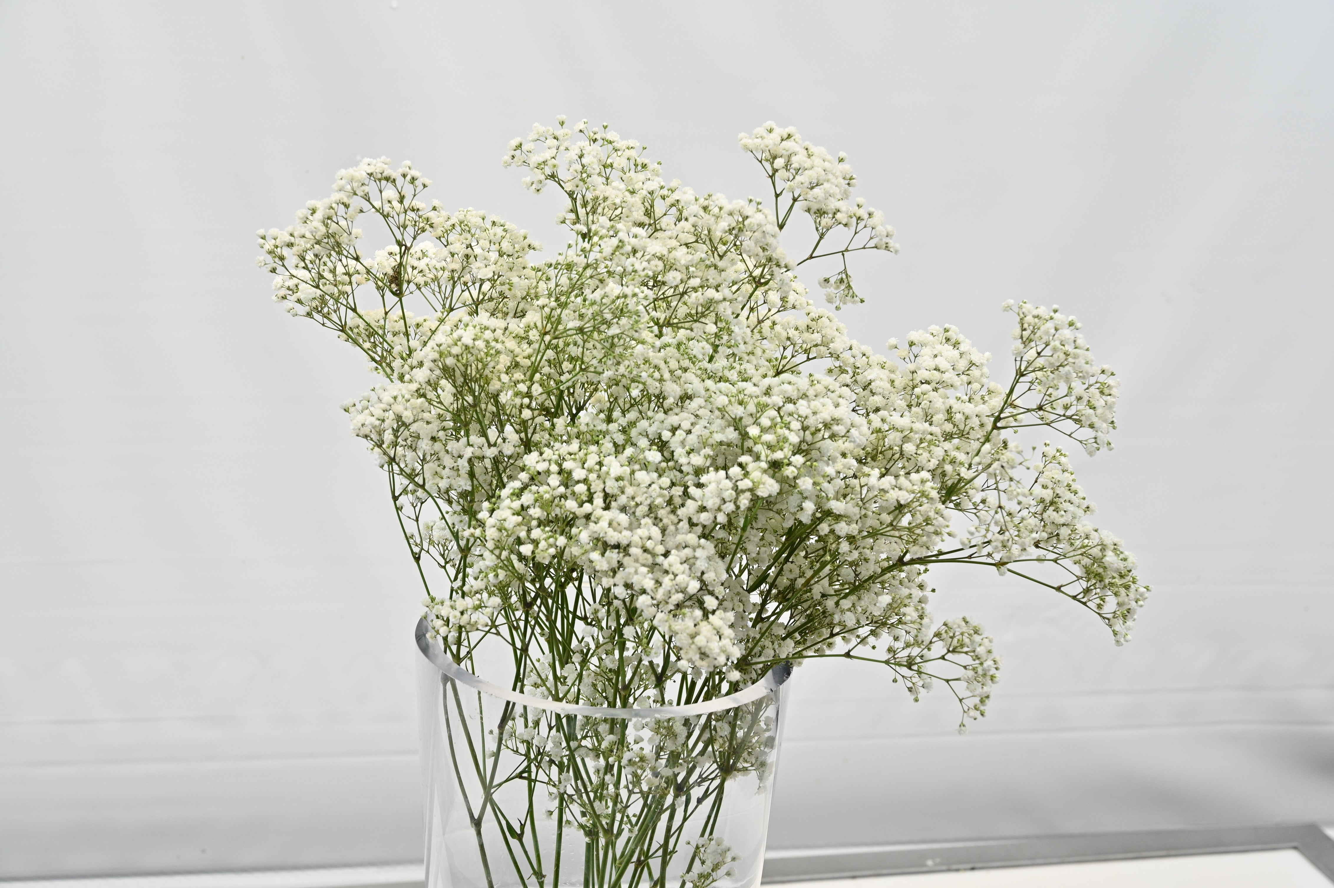 GYPSOPHILA WHITE 250G Small