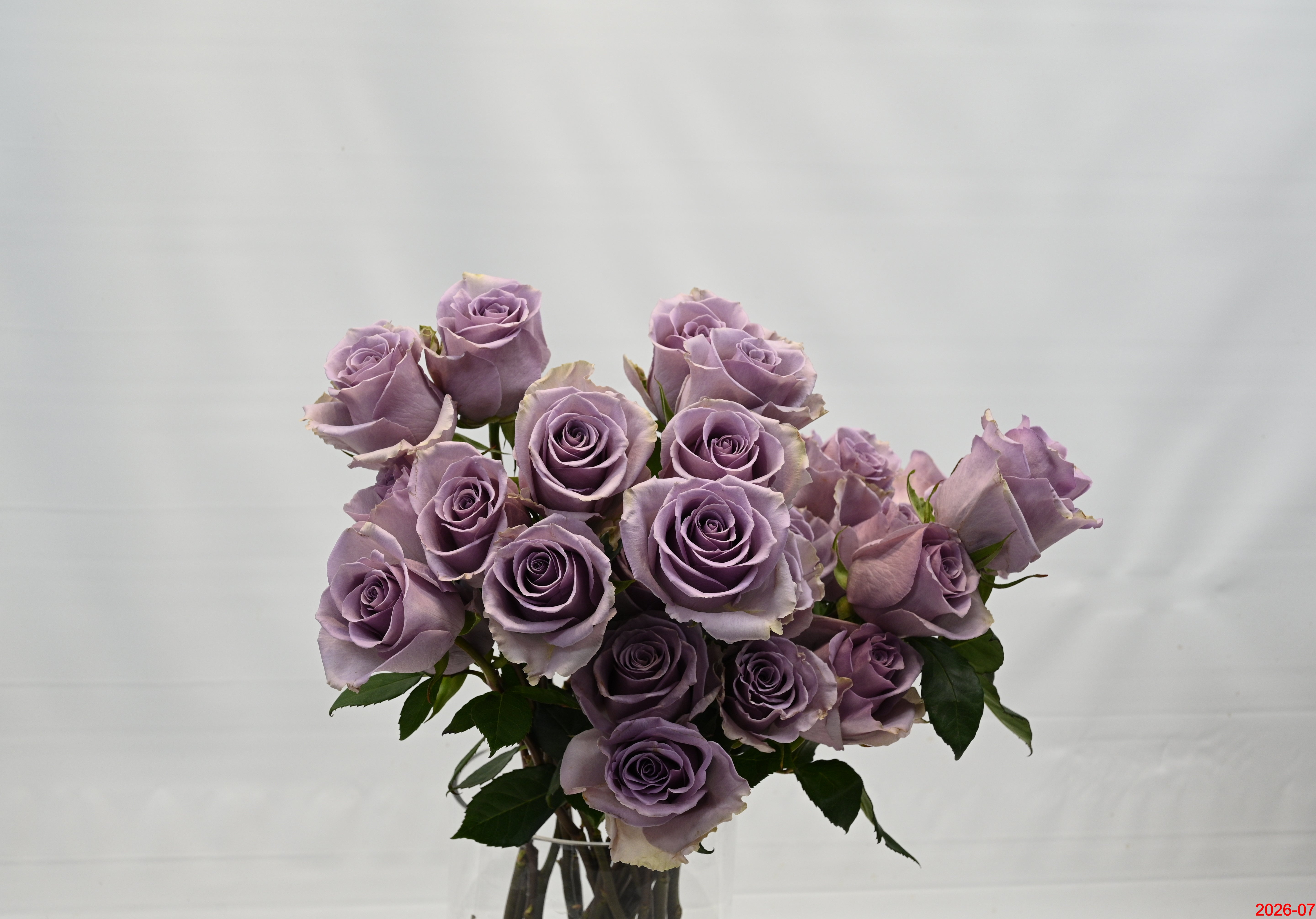 Rose Shocking Blue Small