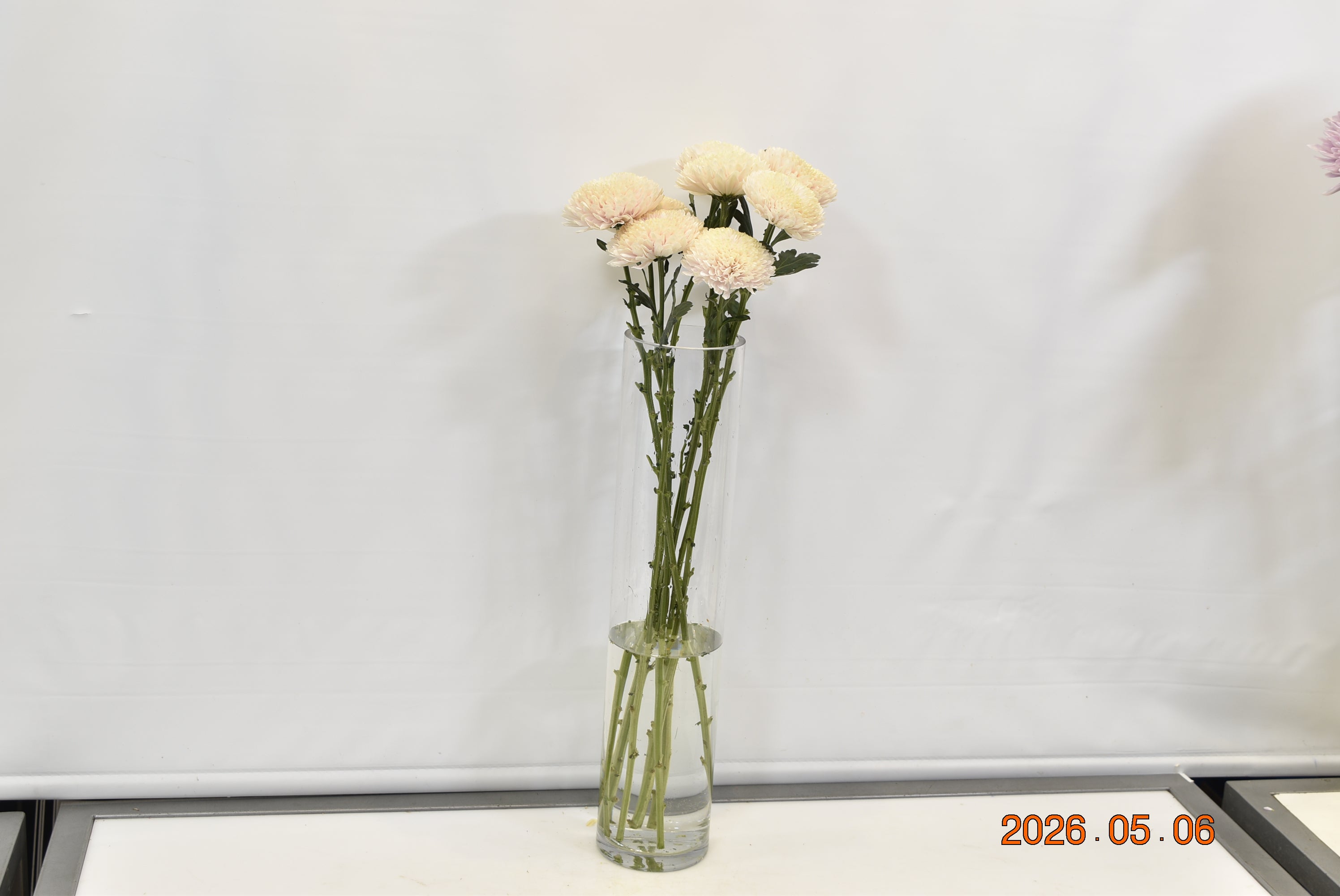 CREMONE CHAMPAGNE Small