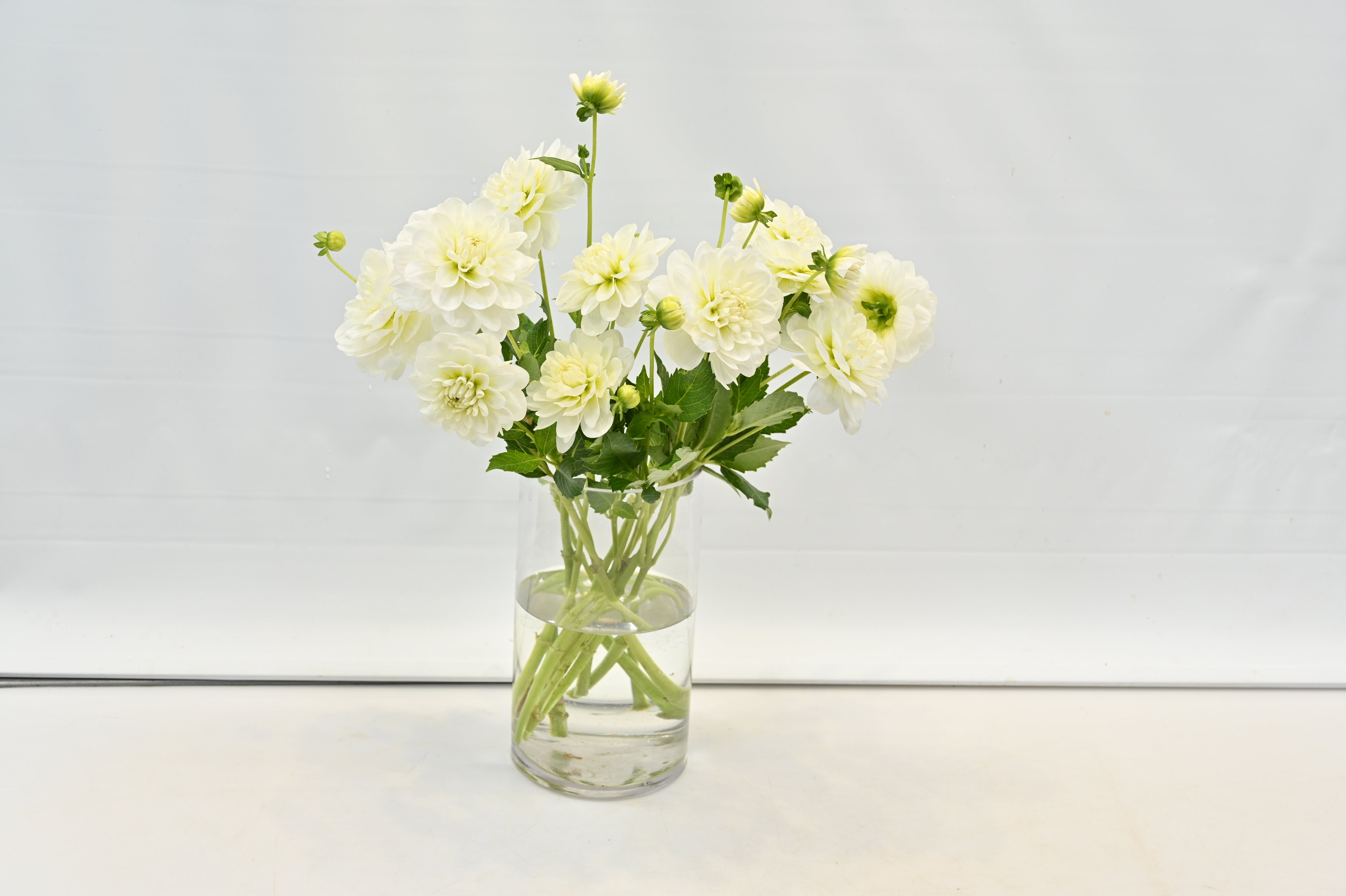 DAHLIA WHITE Small
