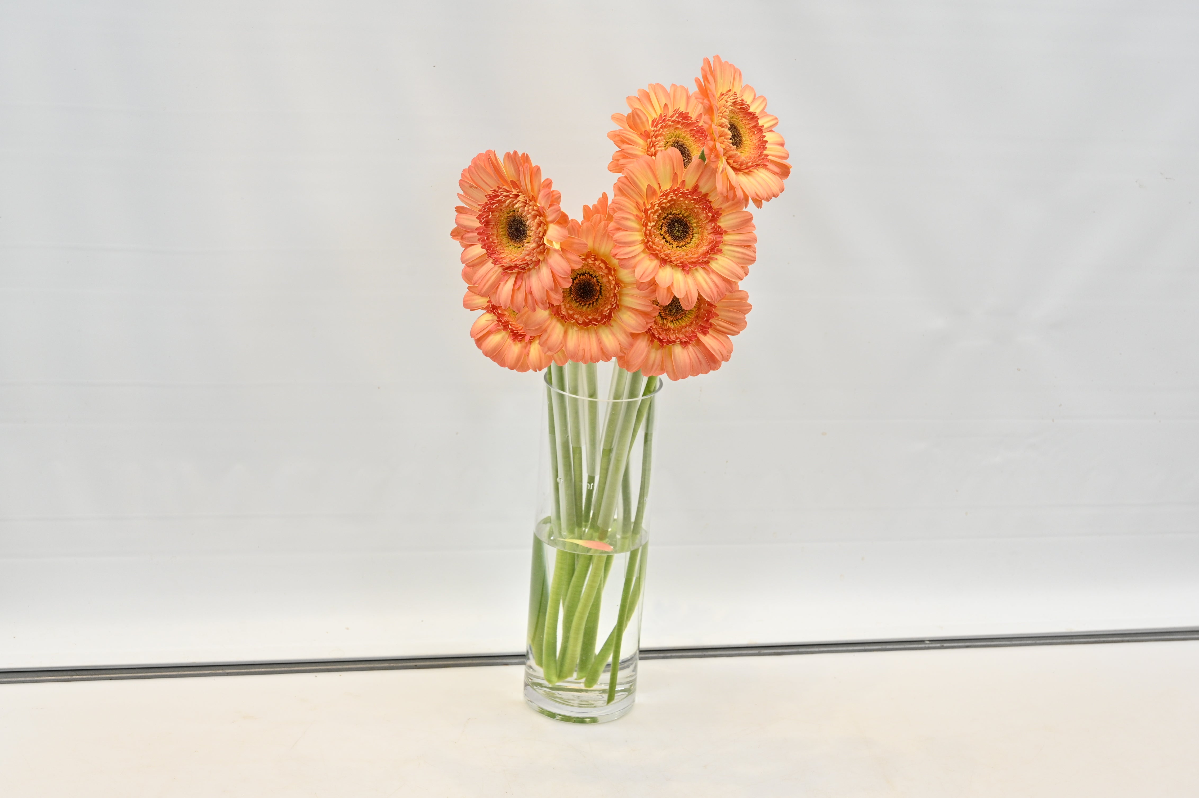 GERBERA DINO Small