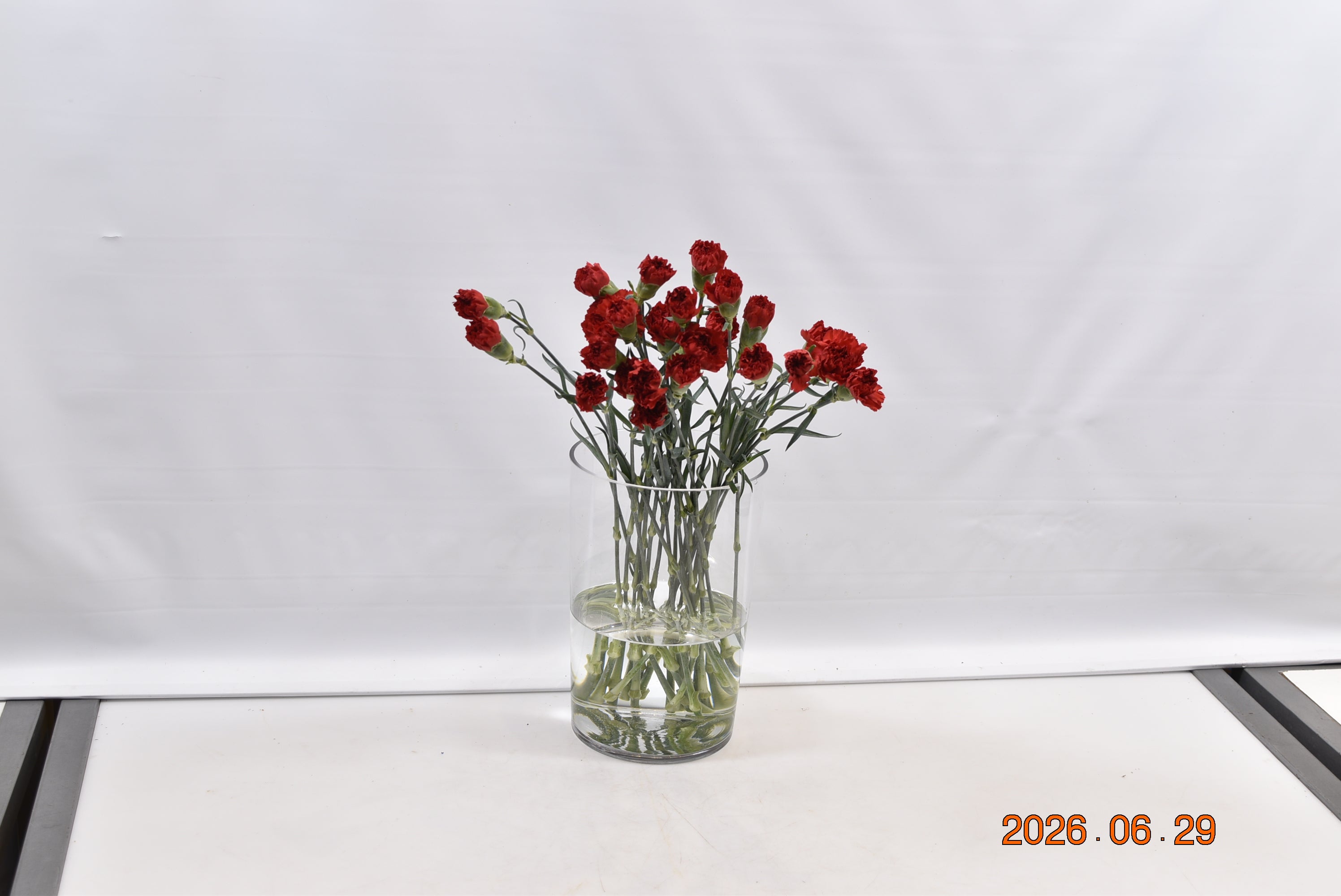 CARNATION DON PEDRO Small