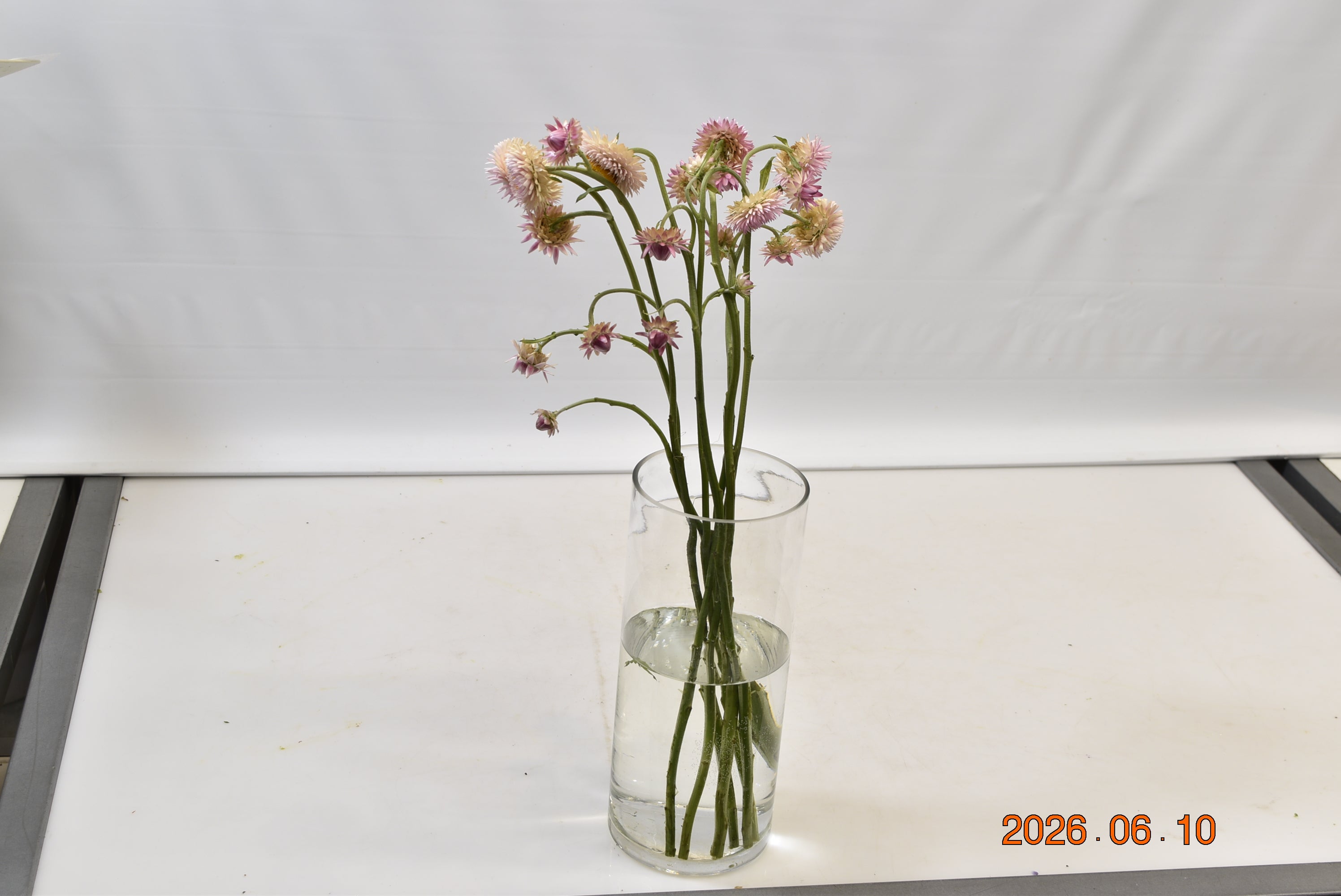Strawflower Assorted Small