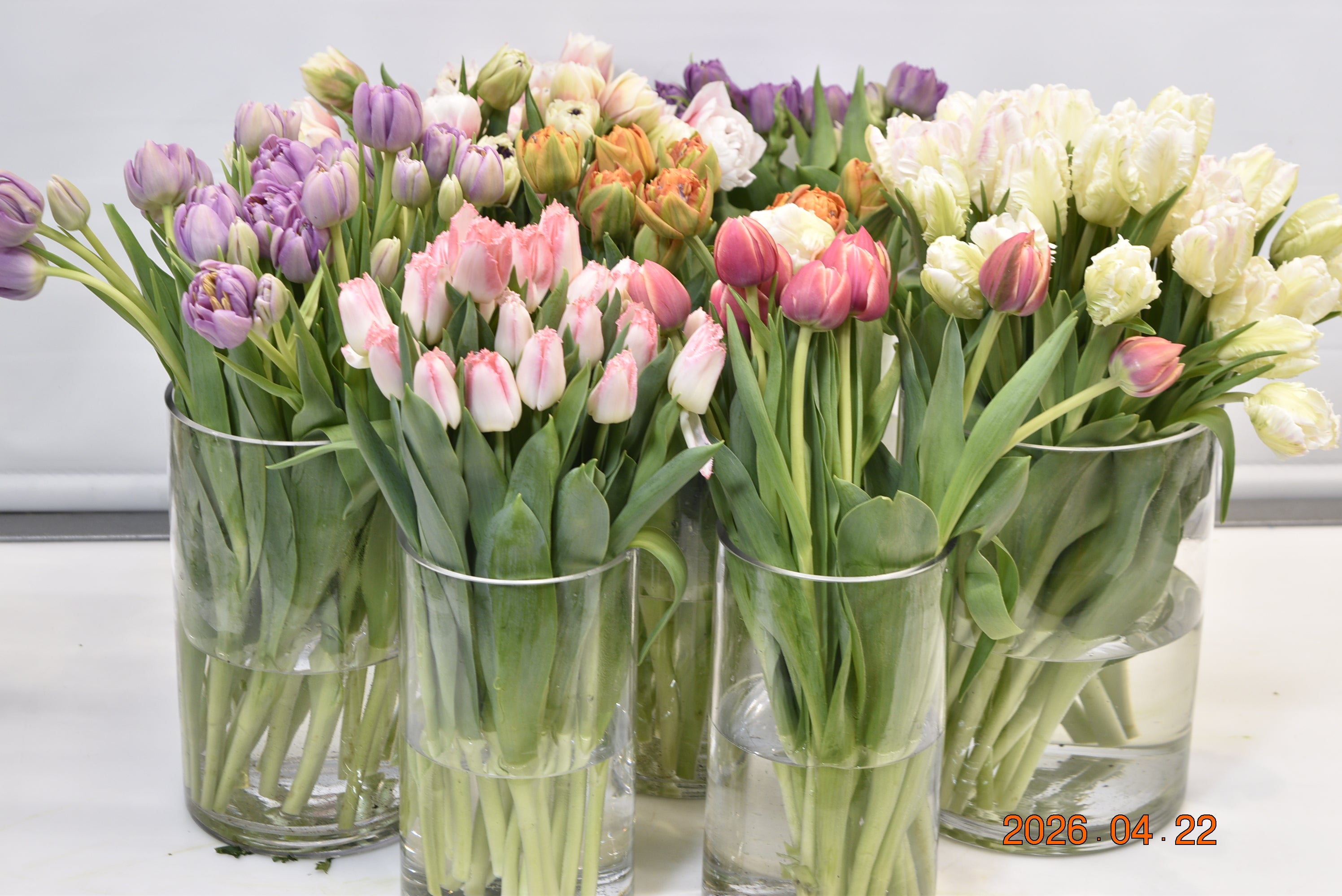 TULIP DBL ASSORTED Small
