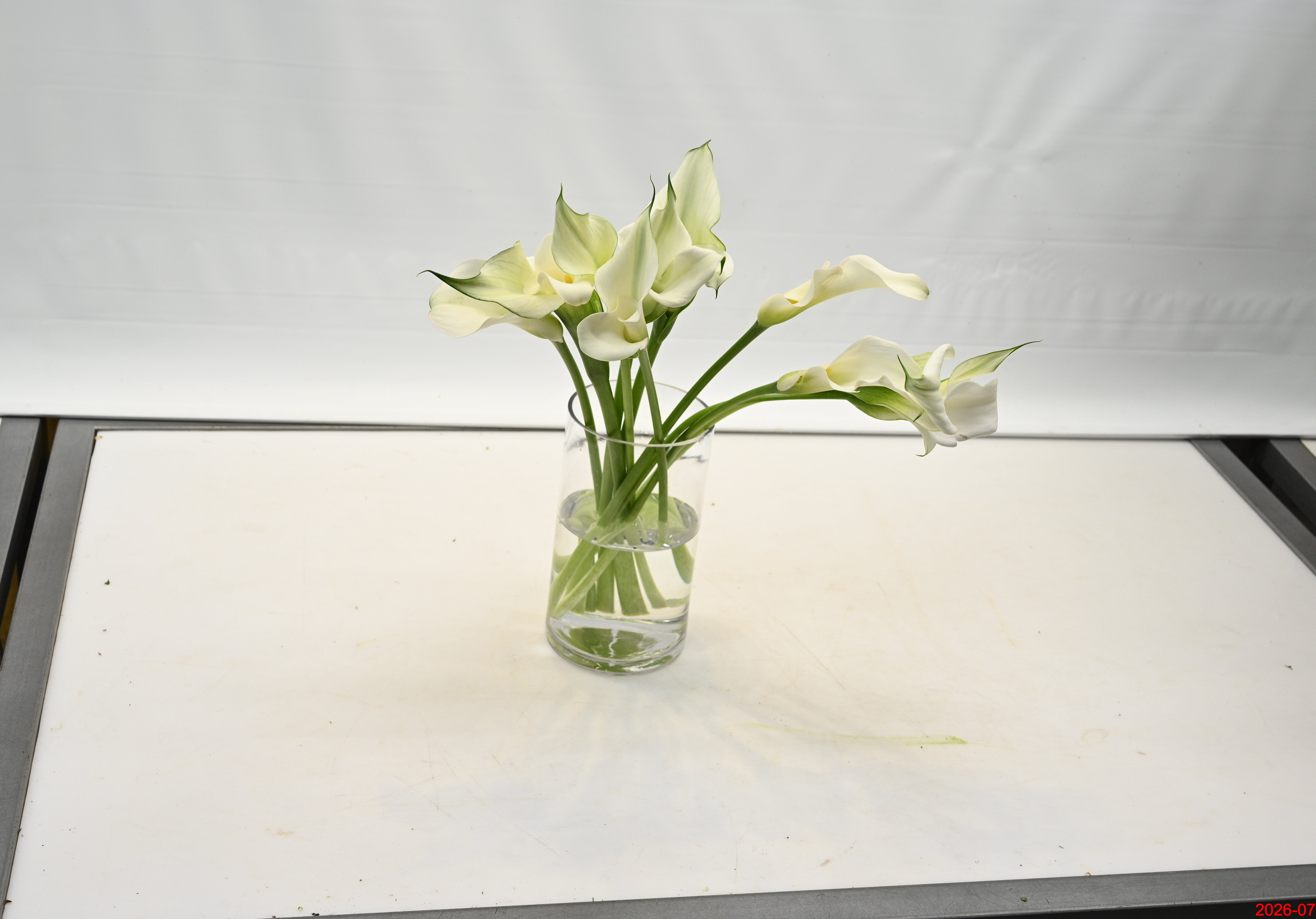 CALLA WHITE Small