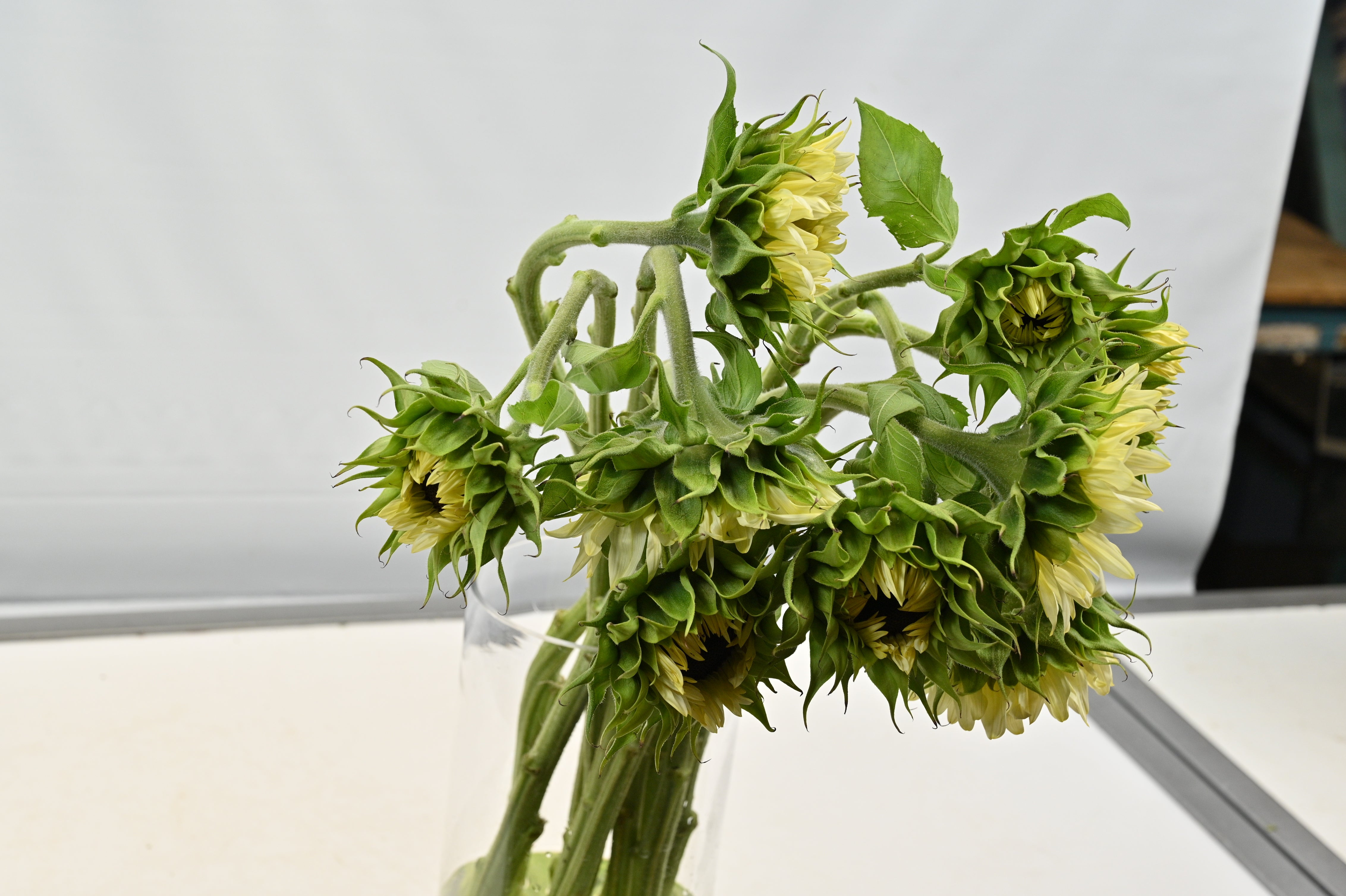 Sunflower White Nite Small