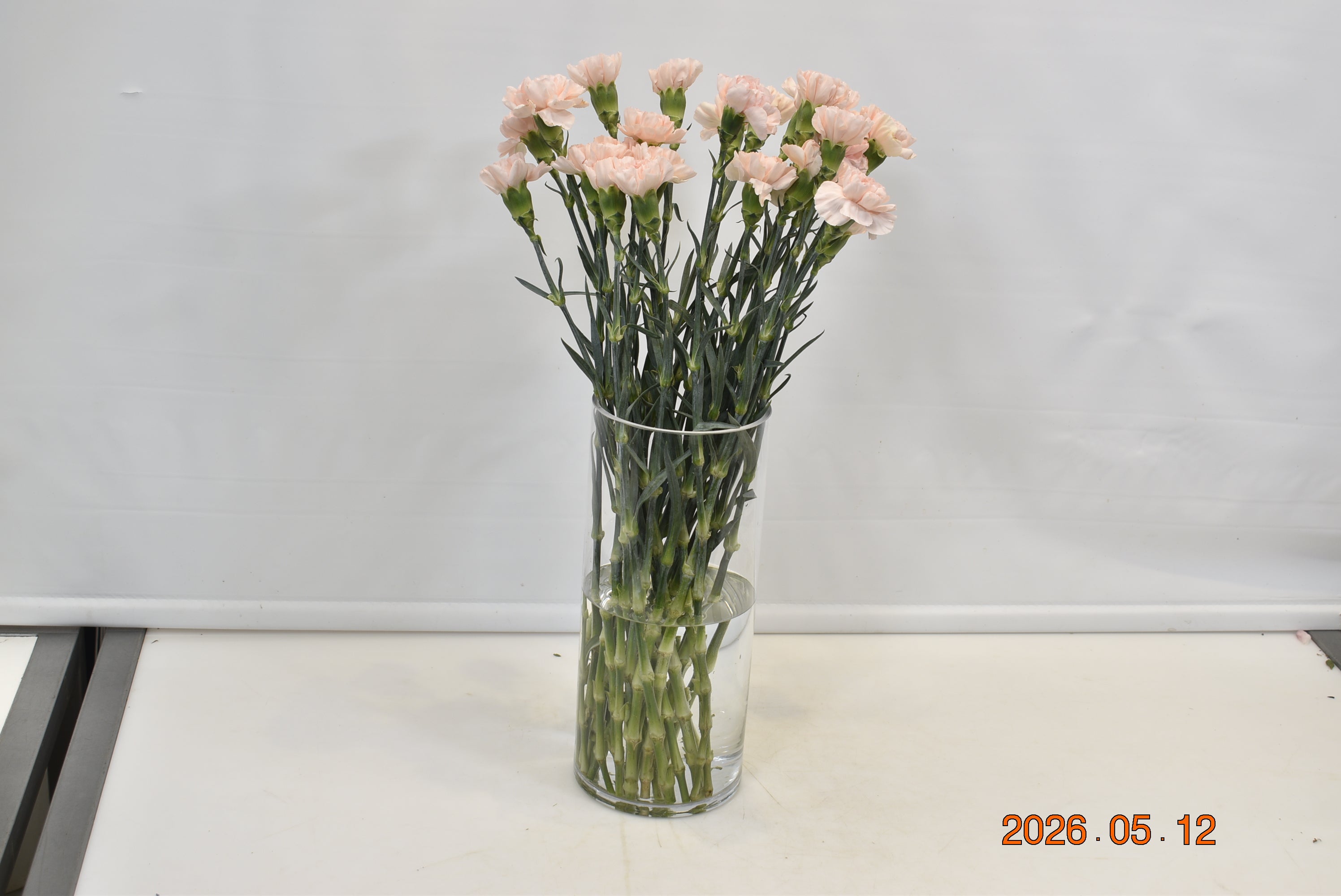 CARNATION NOVIA Small