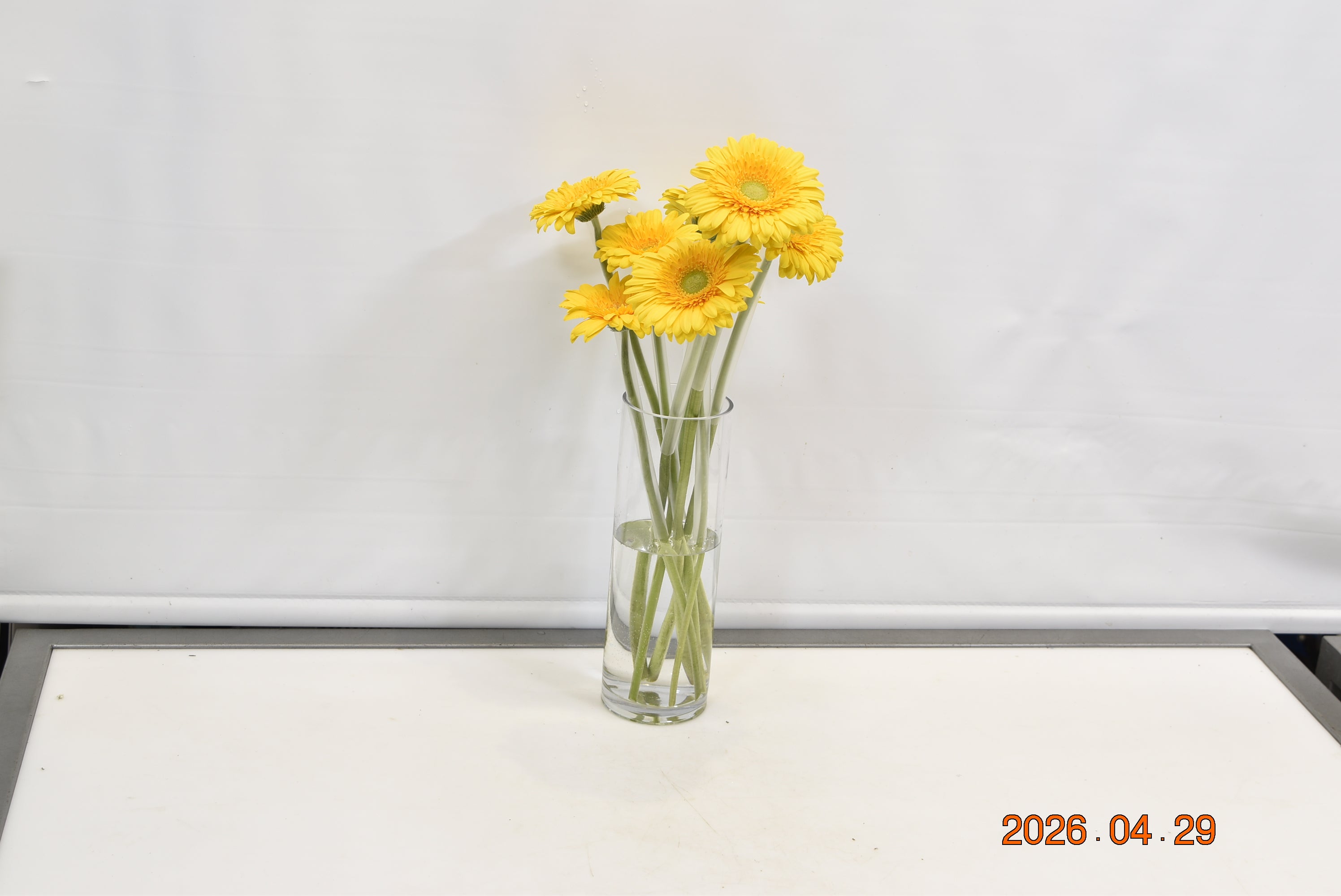 GERBERA SUN VALLEY Small