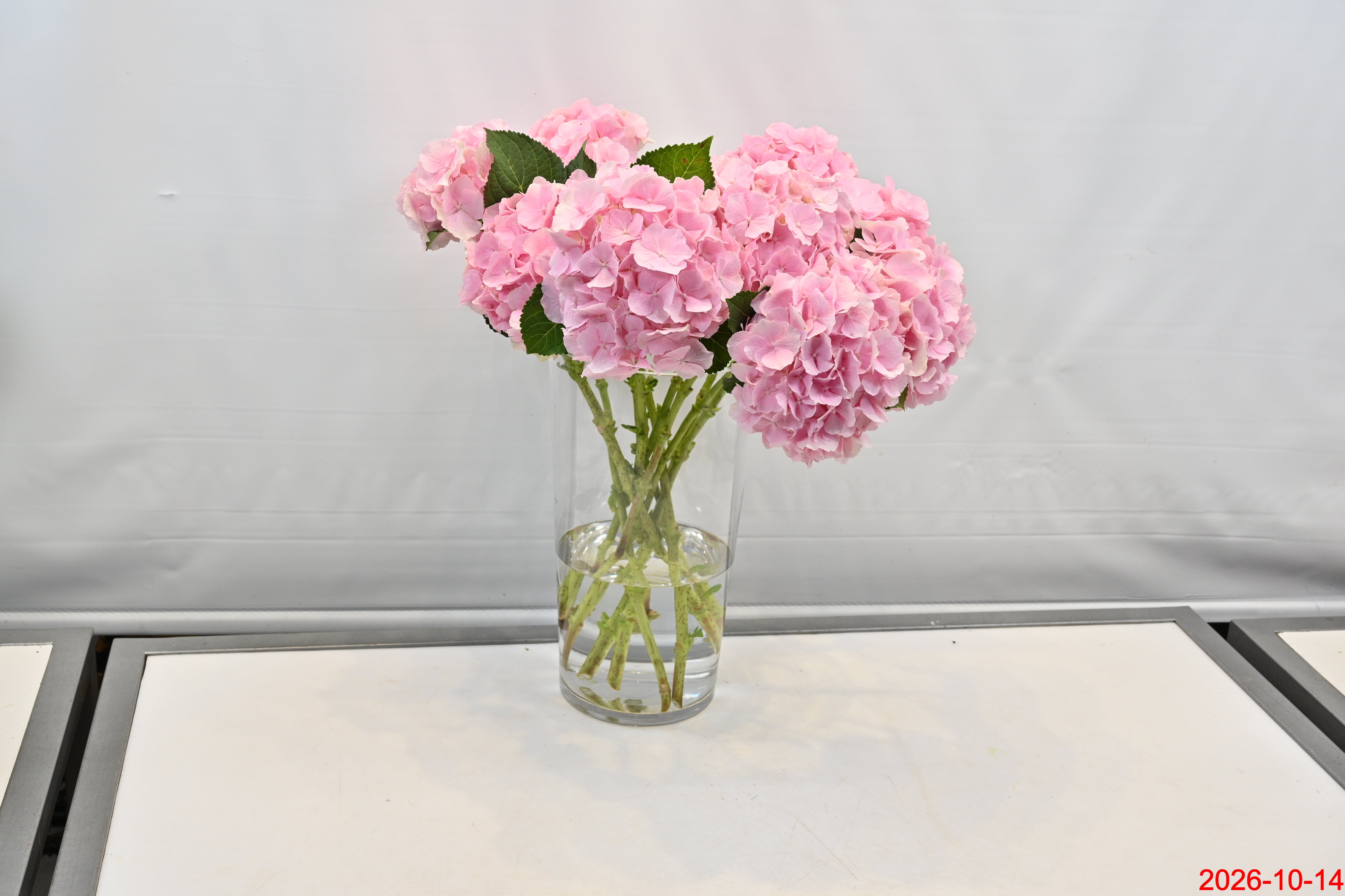 HYDRANGEA PINK Small