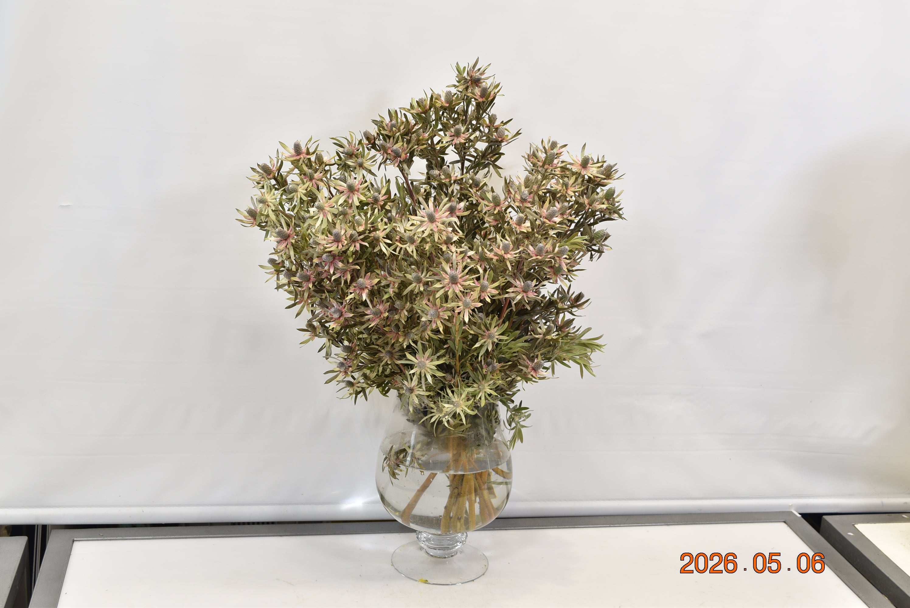 LEUCADENDRON AYOBA BLUSHED PEARL Small