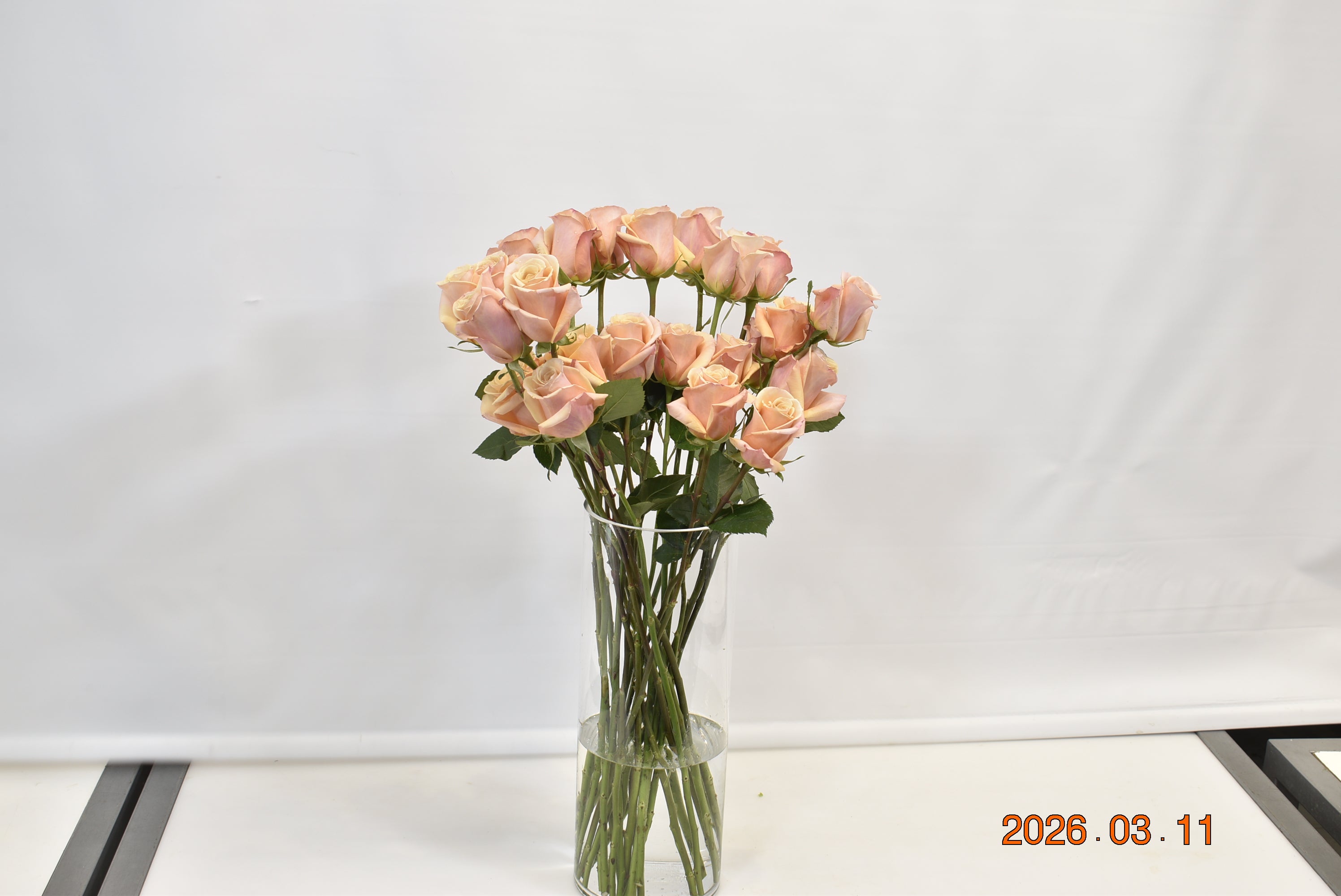 ROSE MOTHER OF PEARL Small
