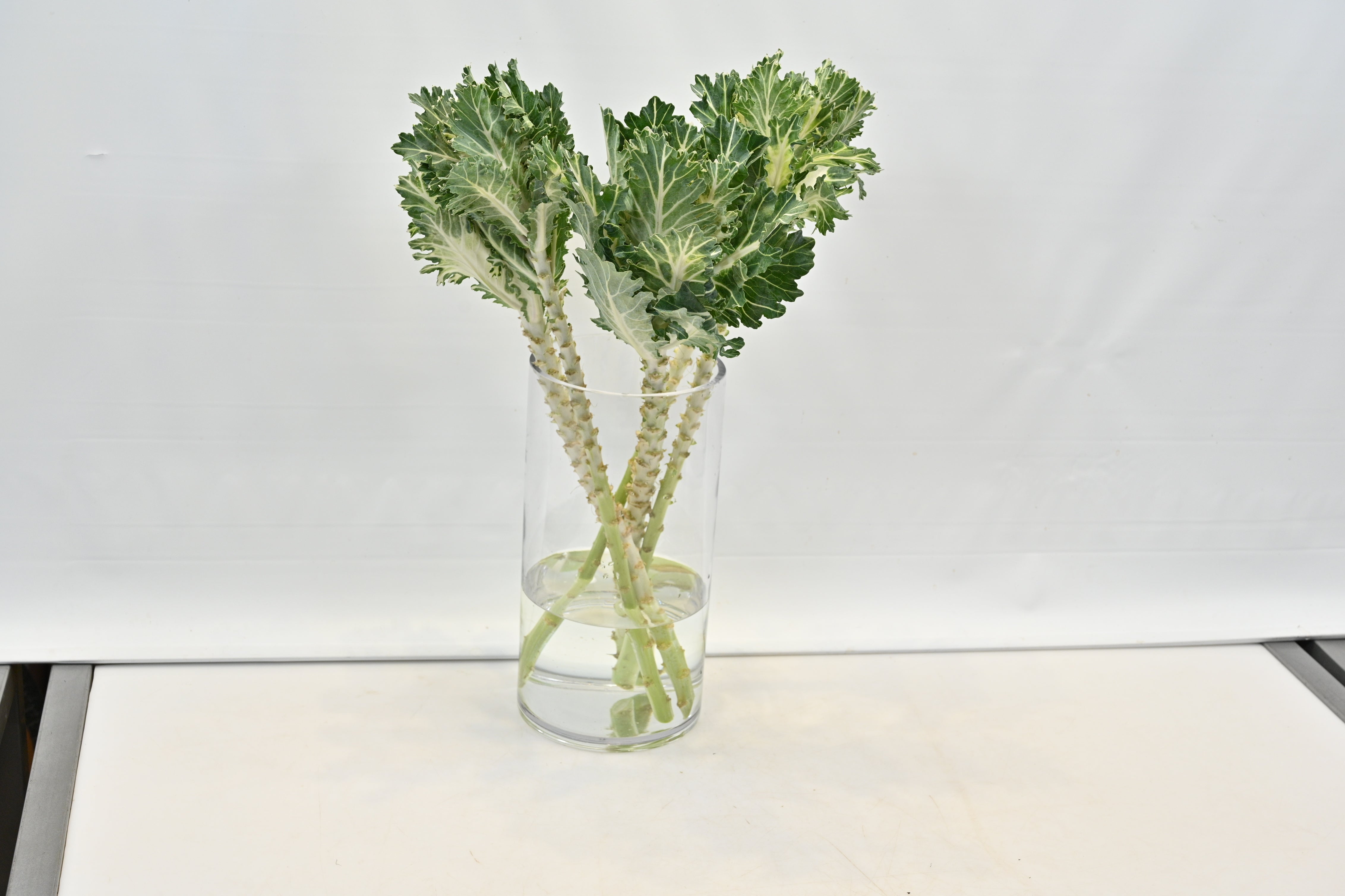 Kale Green Curly Small