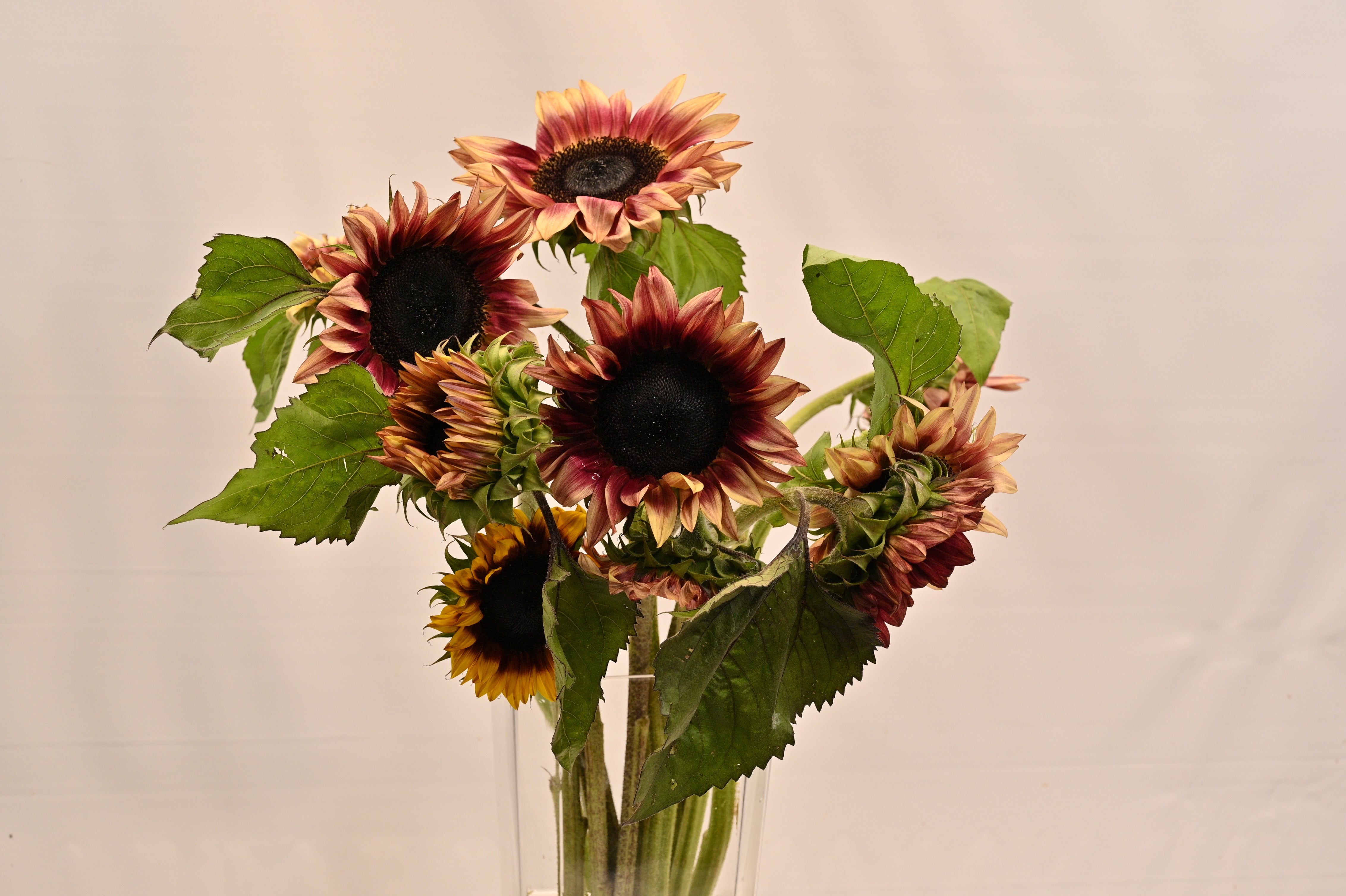 Sunflower Novelty Small