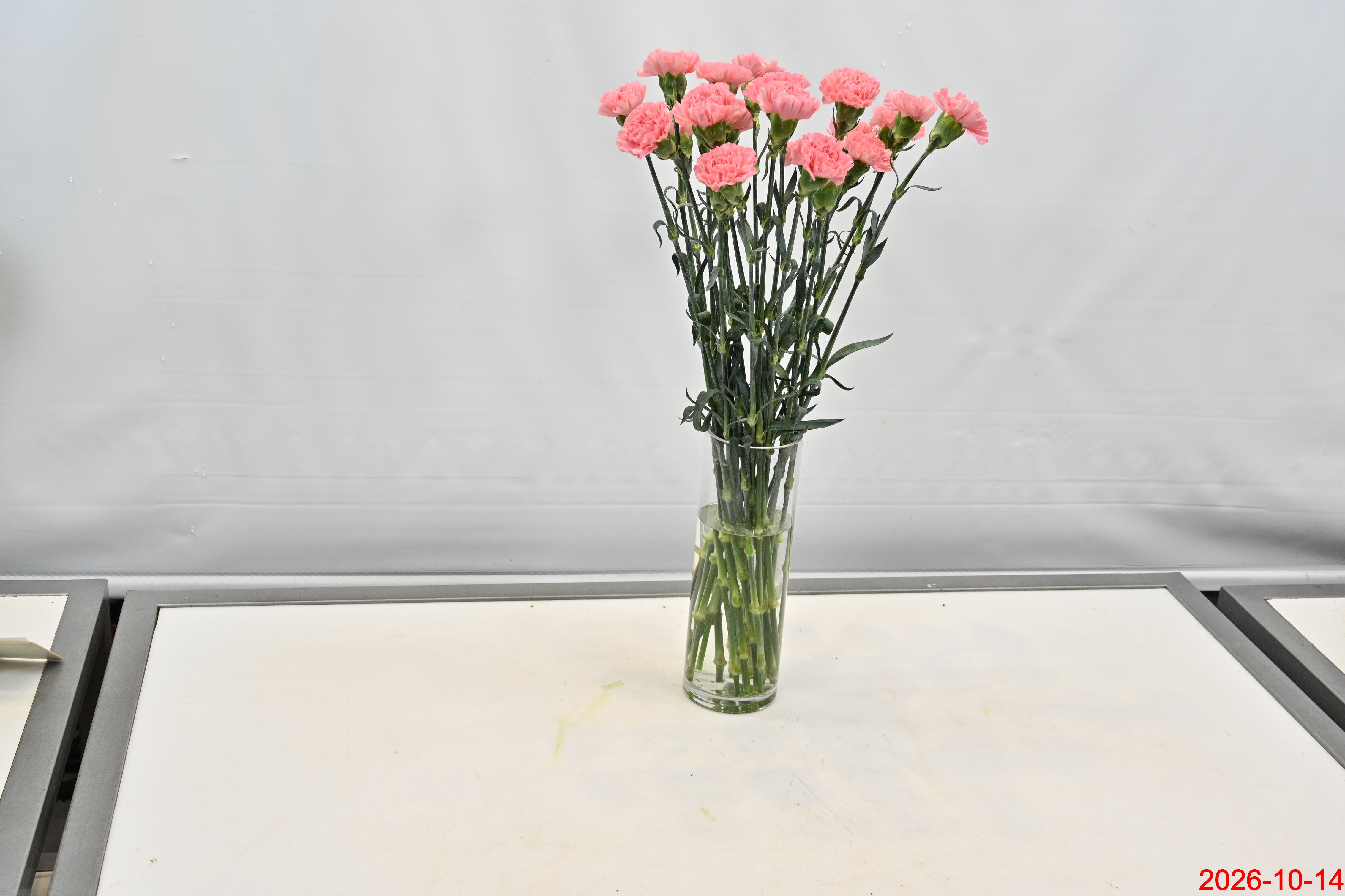 CARNATION KAORI Small