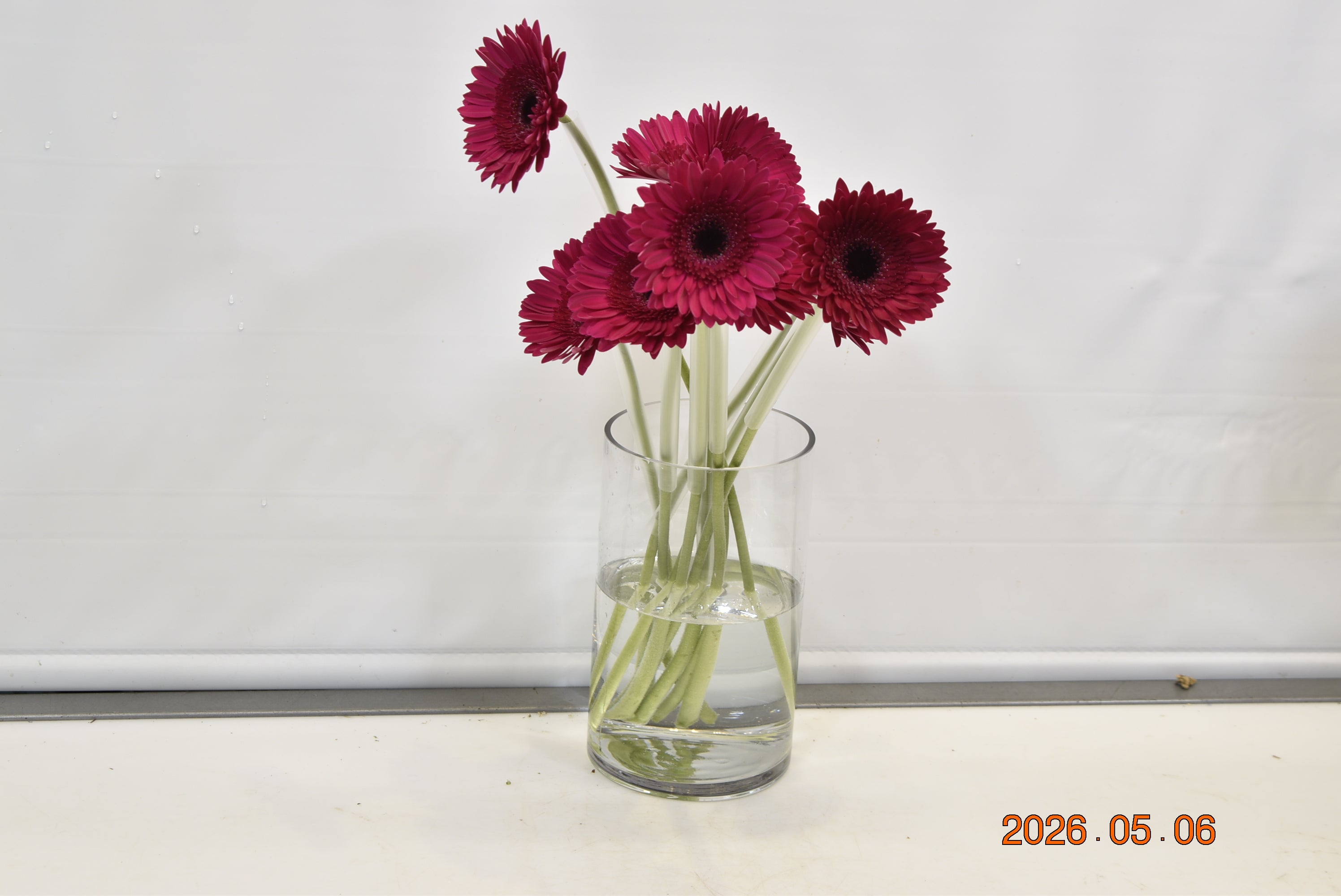 Gerbera Passoa Small