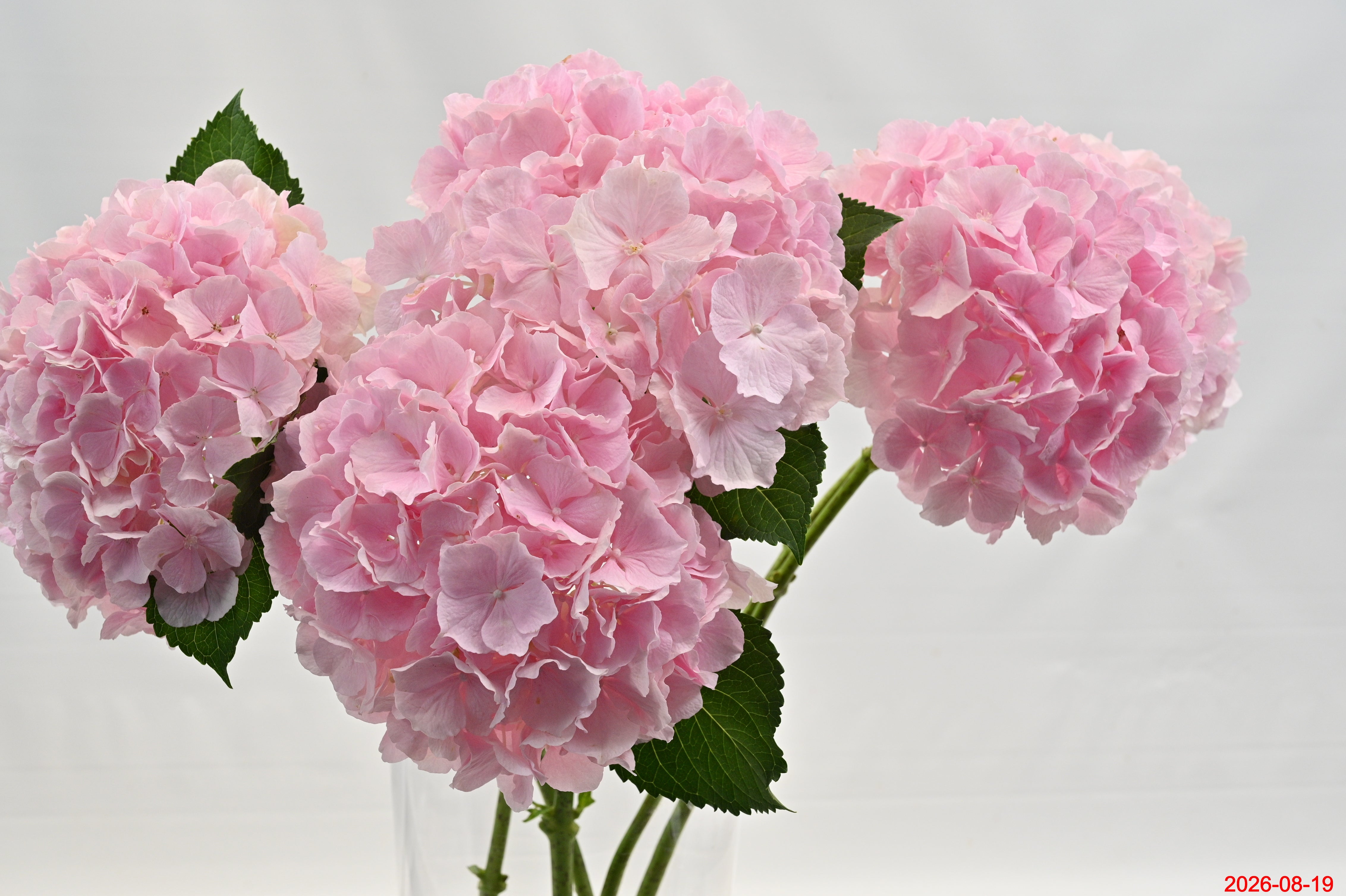 HYDRANGEA PINK Small