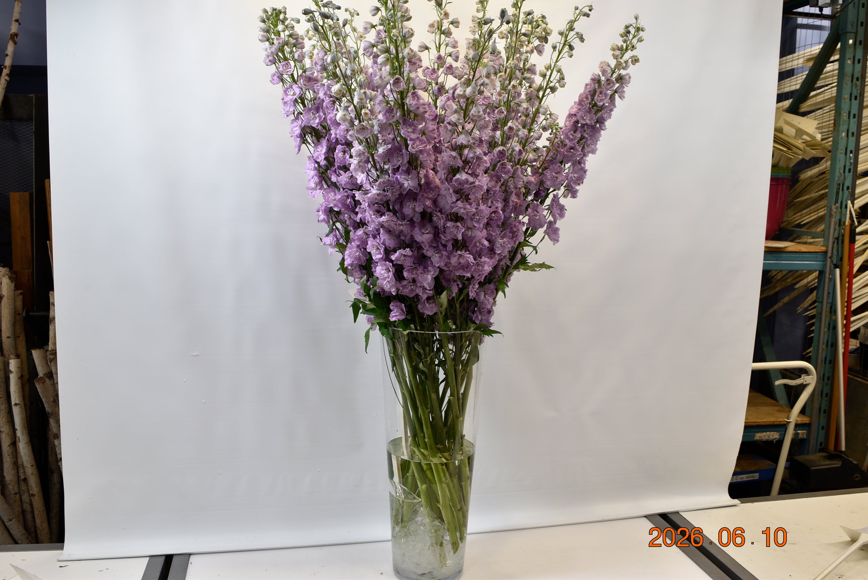 Delphinium D. Dewi Melody Small