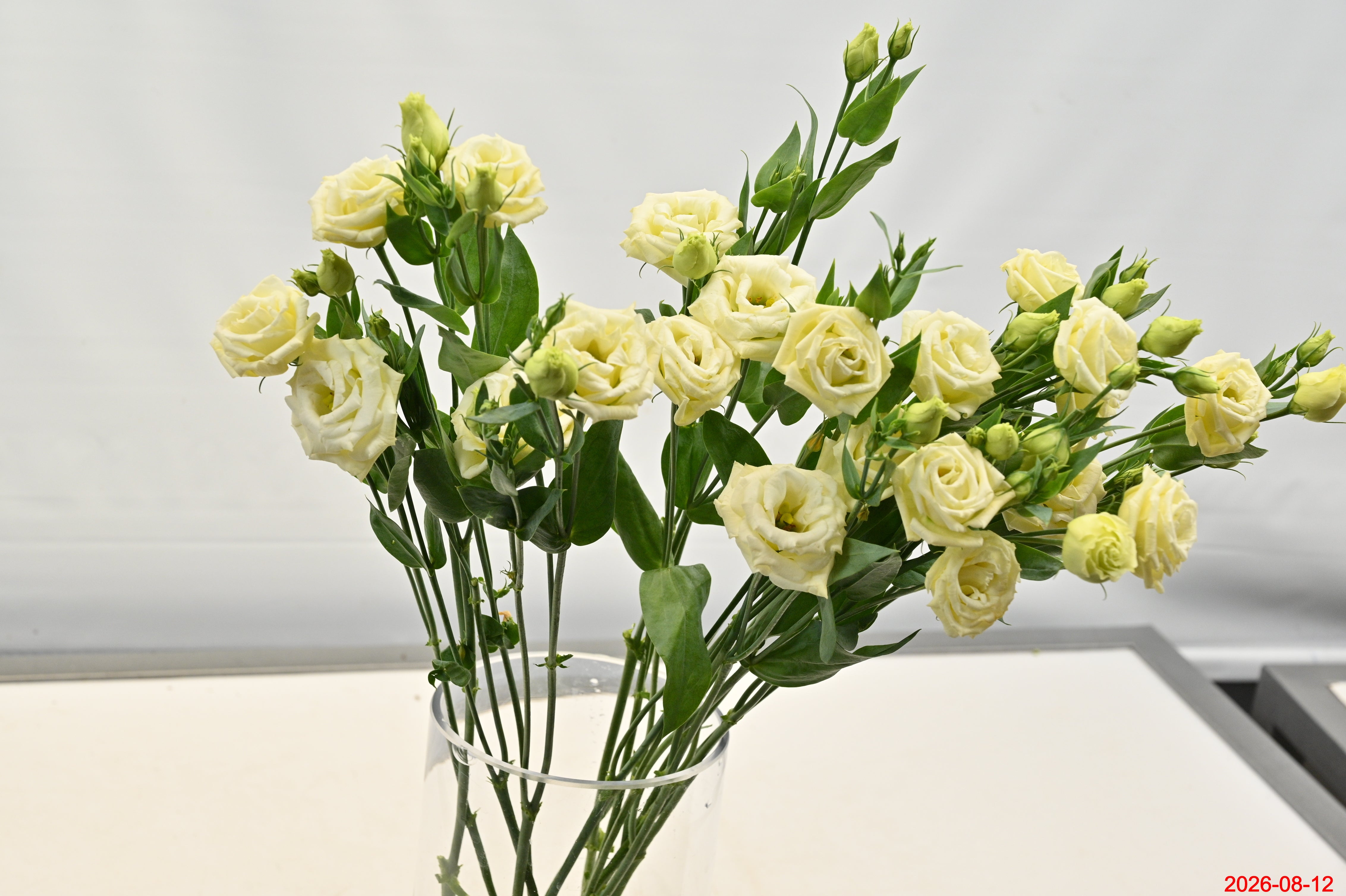 LISIANTHUS YELLOW RF Small