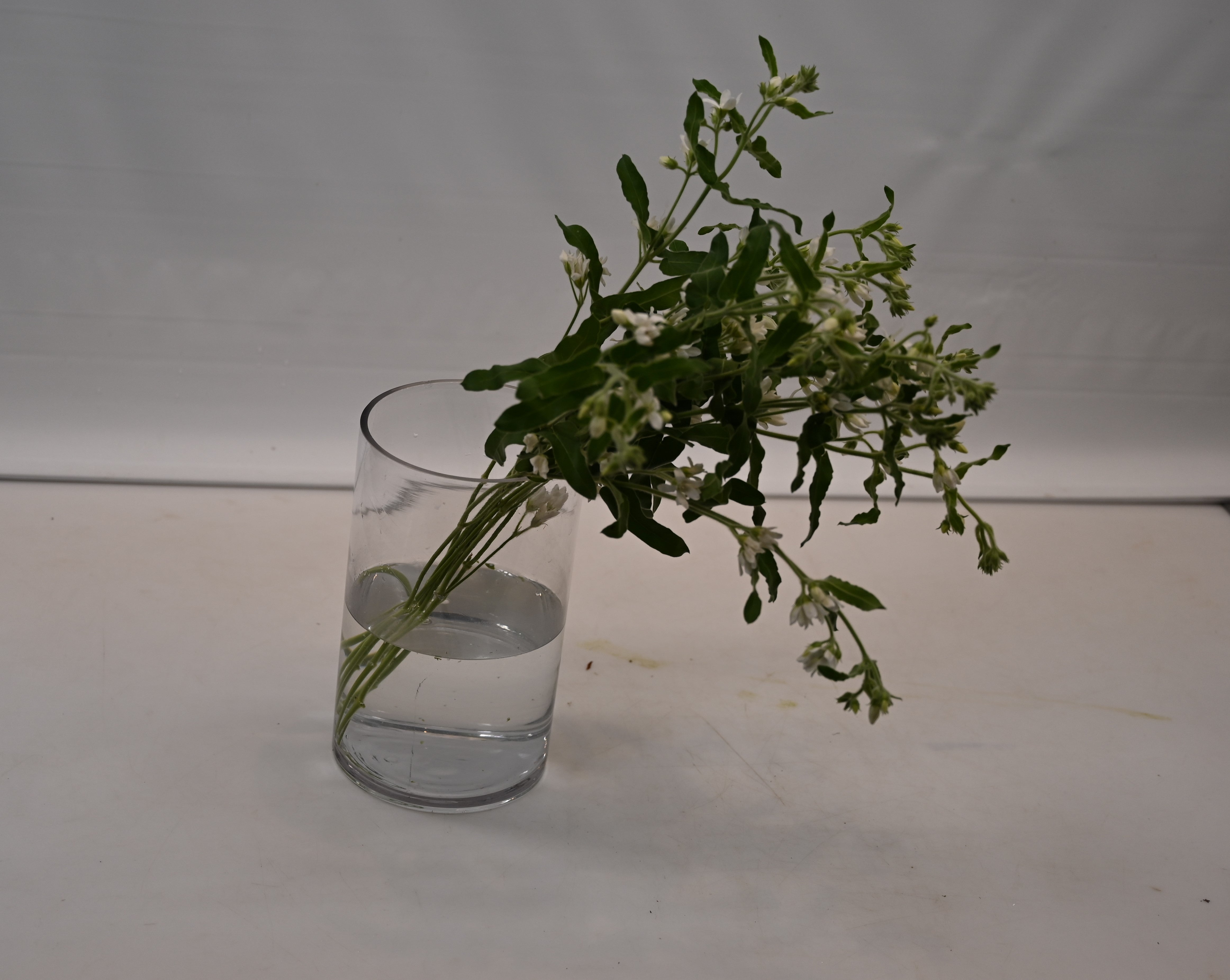 OXYPETALUM WHITE Small