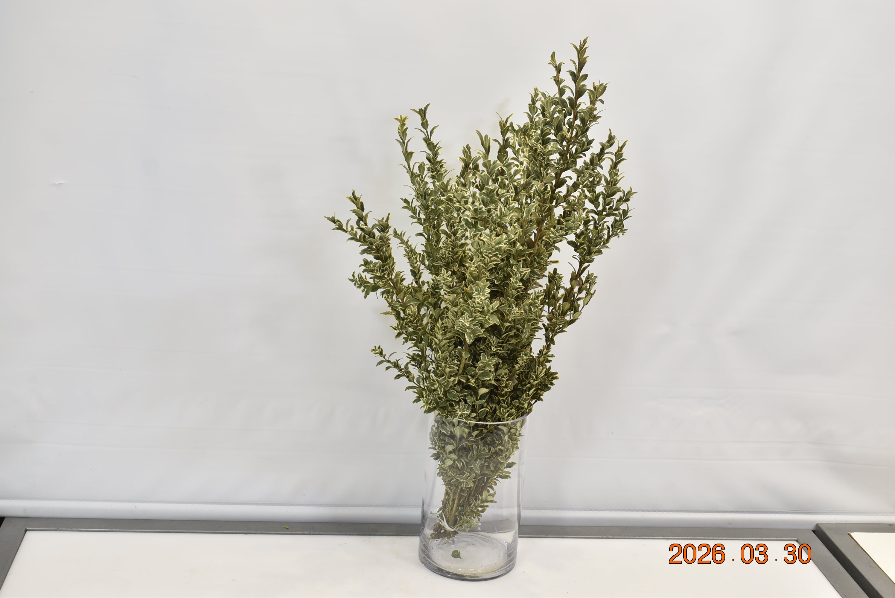 OREGONIA 500g Small