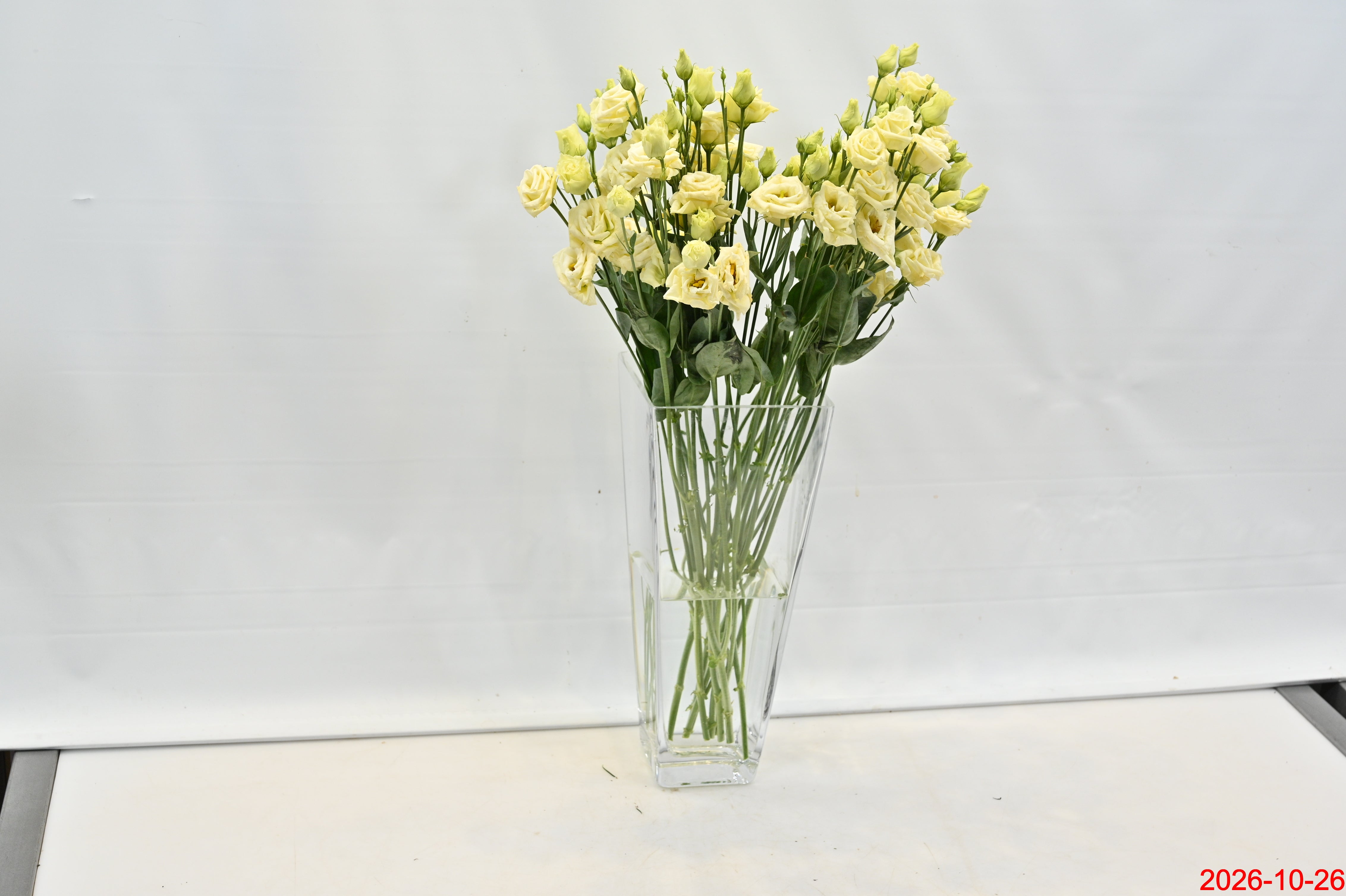 LISIANTHUS DBL CREAM Small