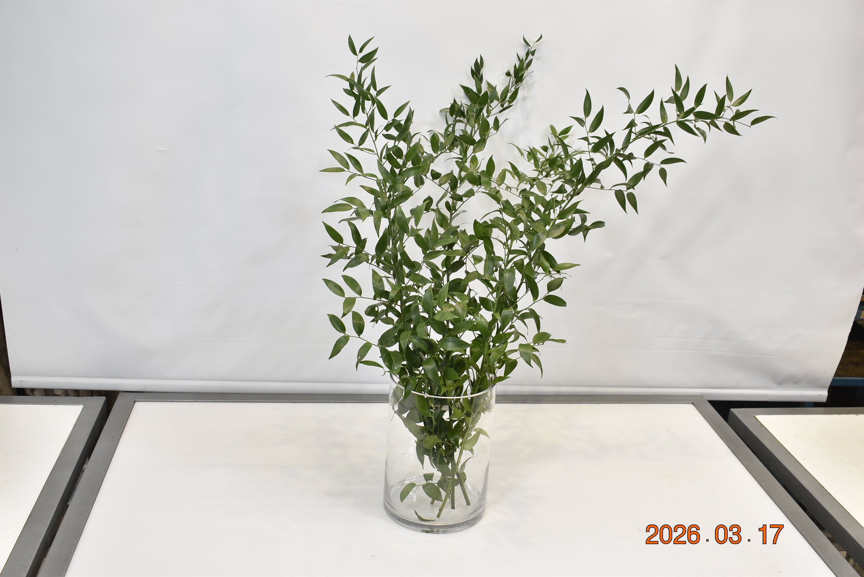 RUSCUS ITALIAN 10 STEM SHORT Small
