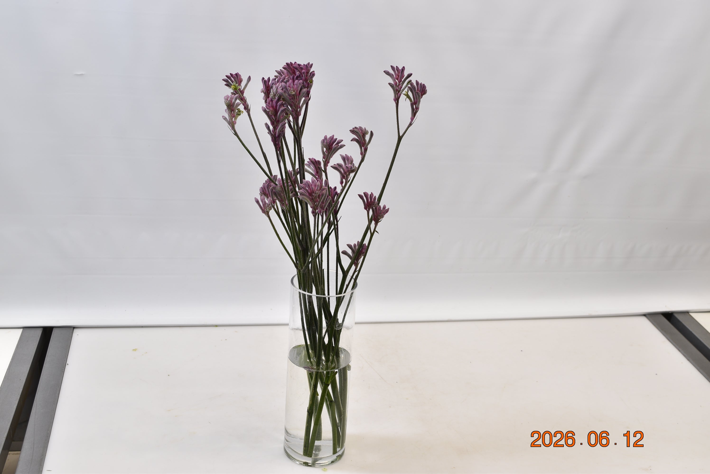 KANGAROO PAW PINK Small