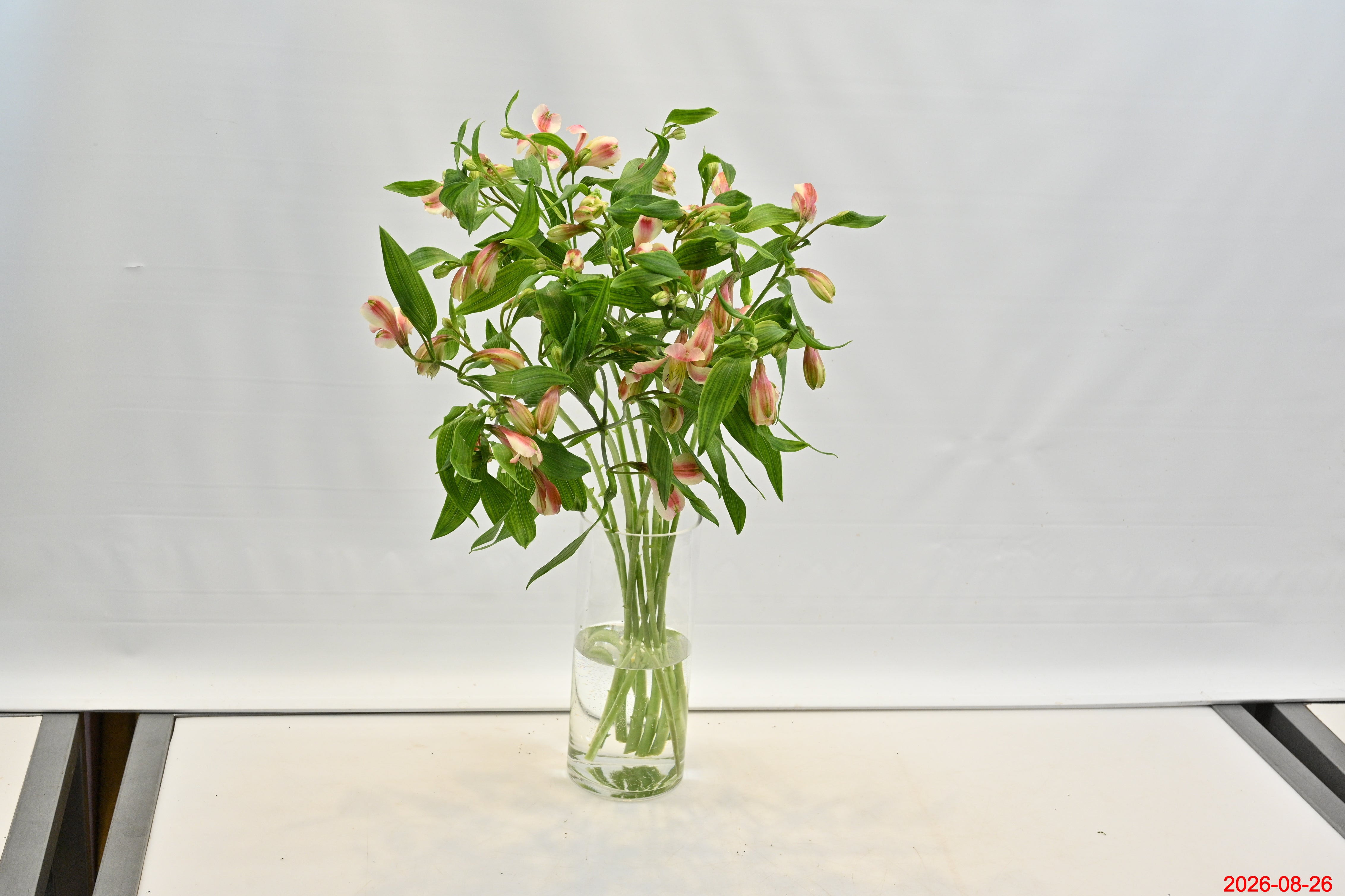 ALSTROEMERIA REBECCA Small