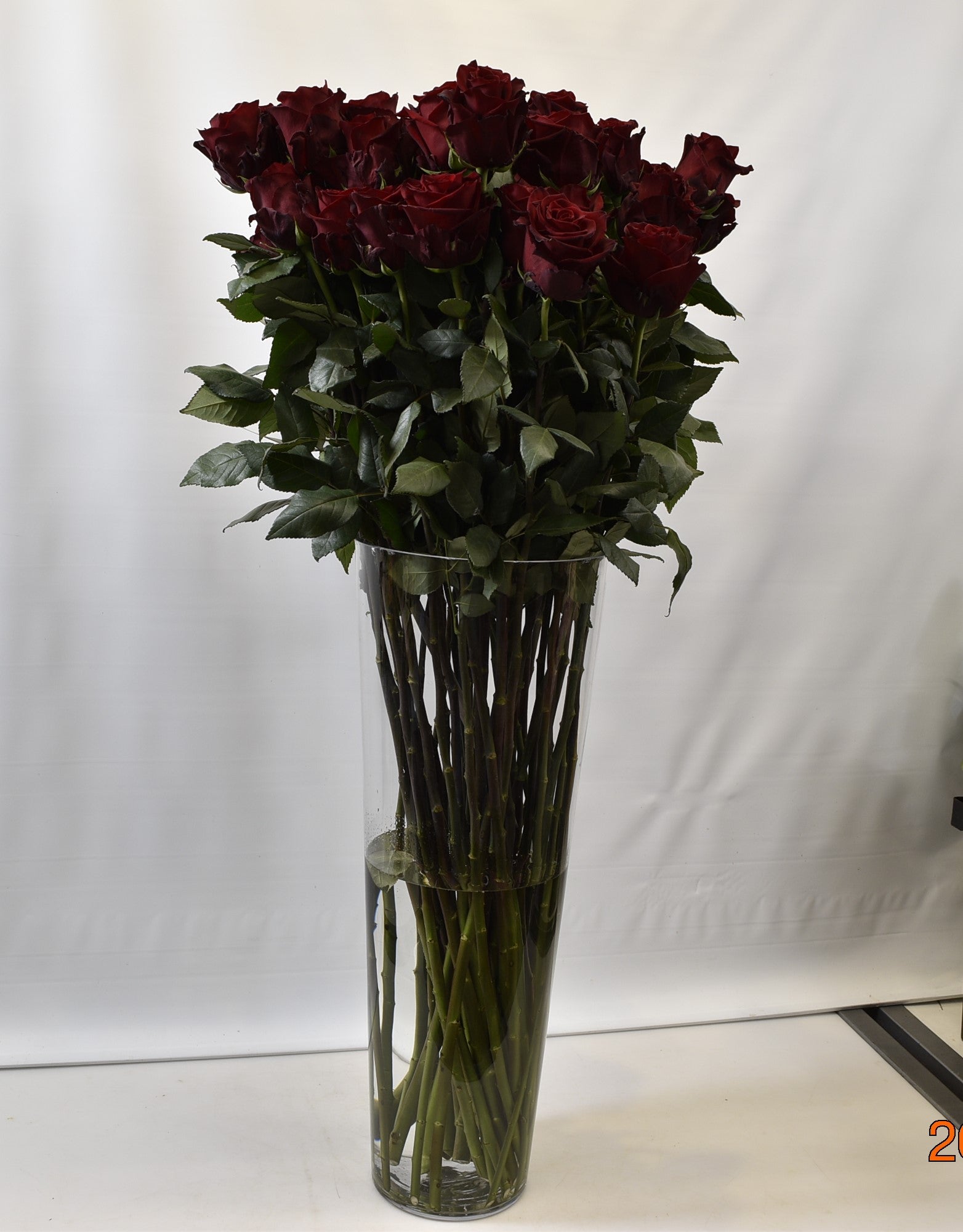 Rose Explorer 100cm Small