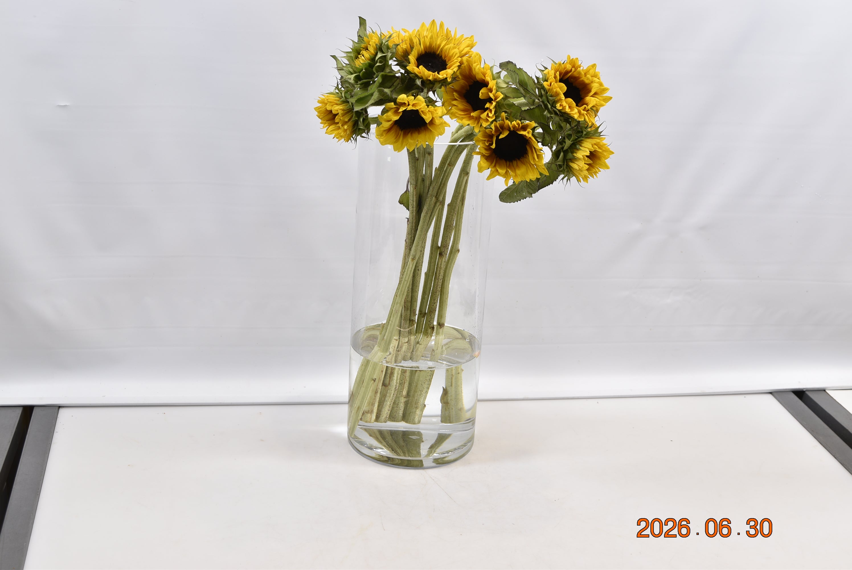 SUNFLOWER FIREWALKER Small