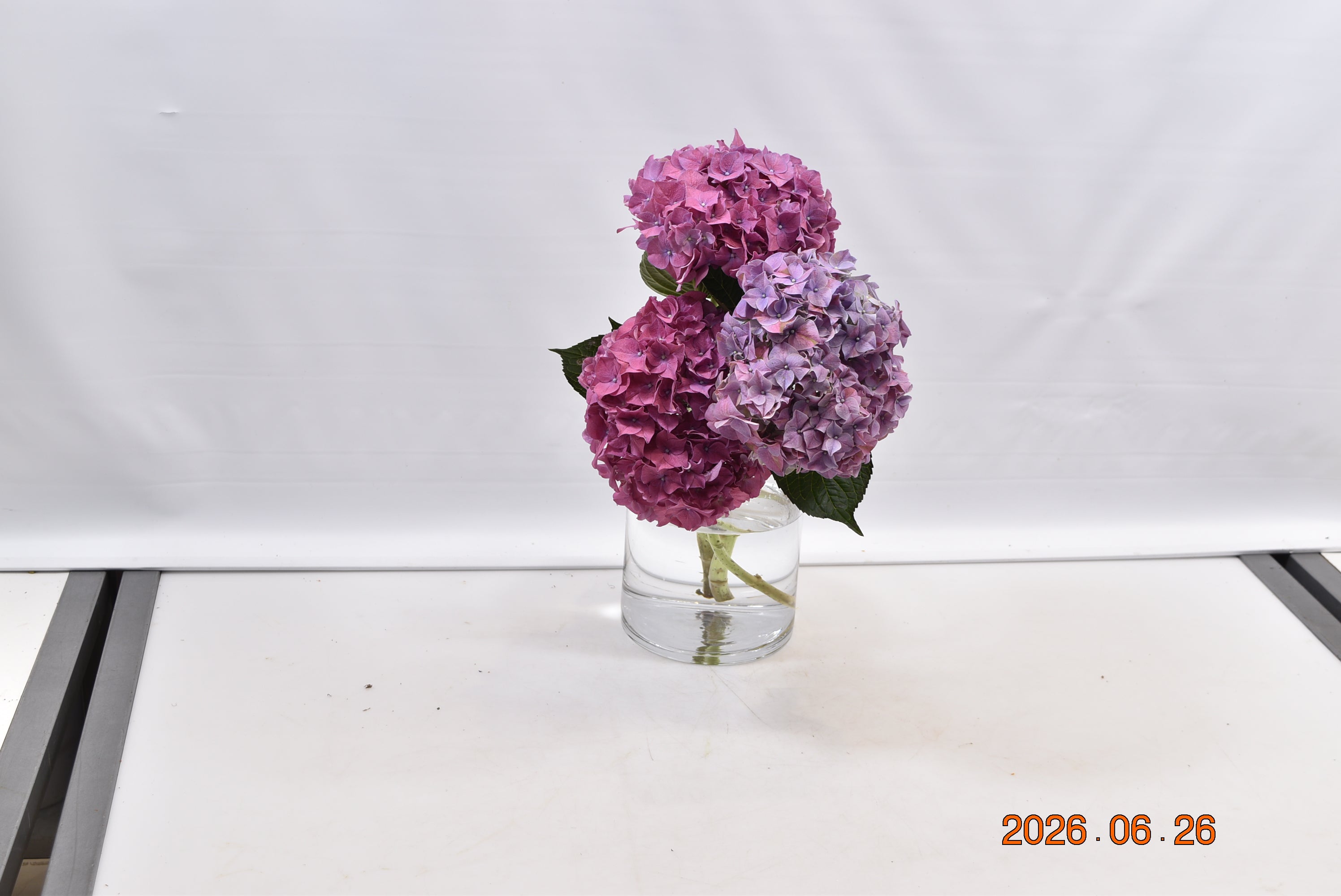 HYDRANGEA NOVELTY Small