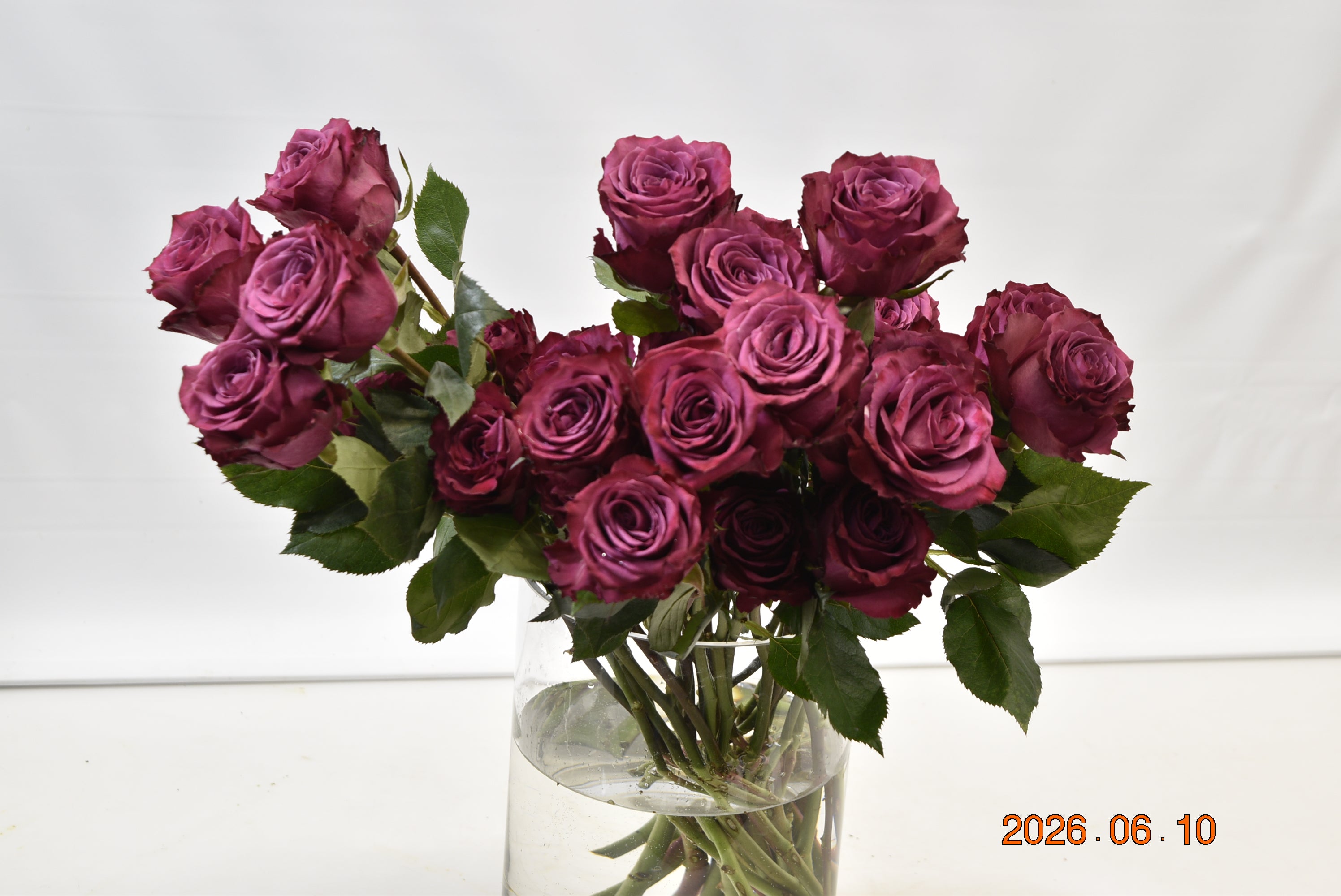 ROSE BLUEBERRY Small