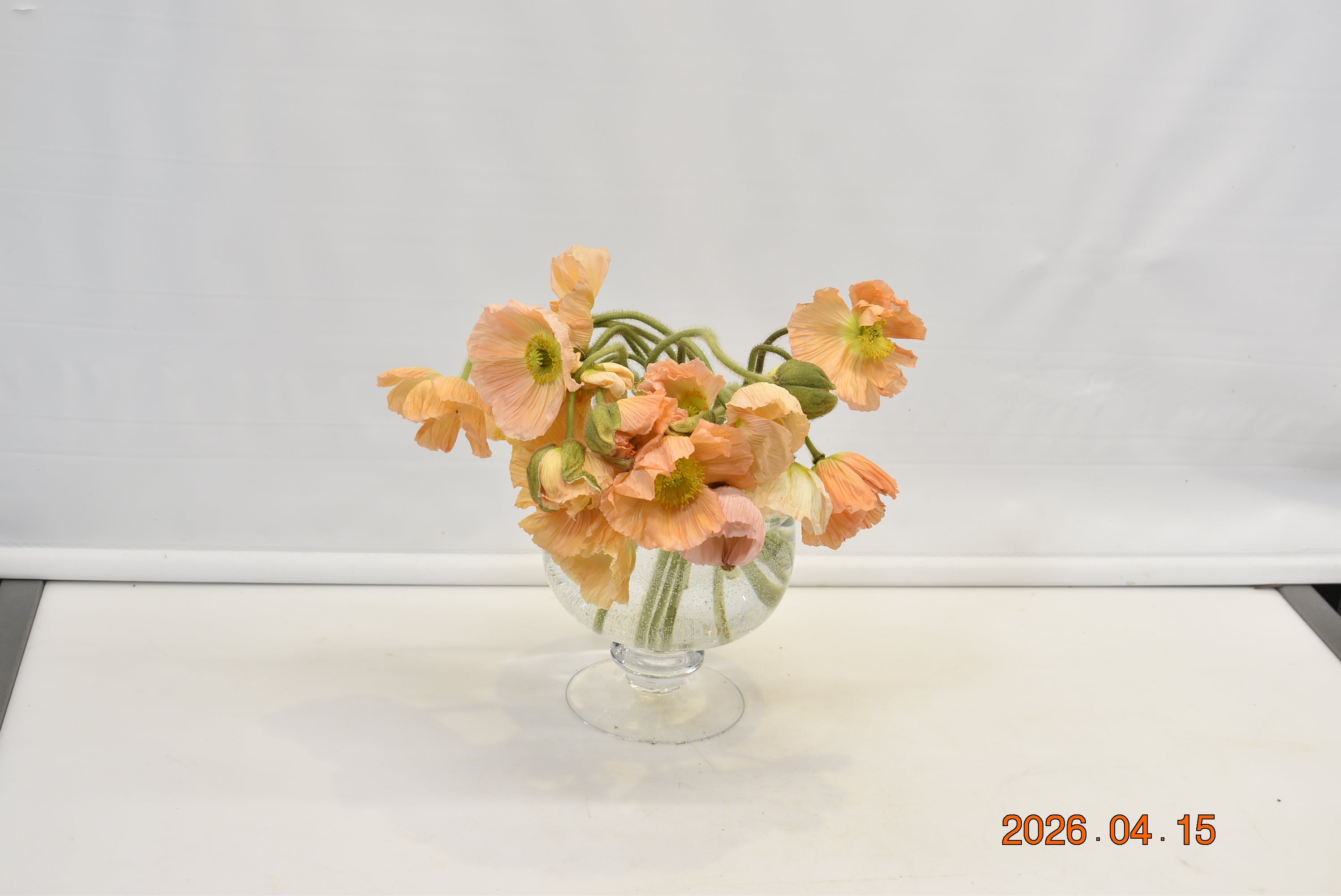 POPPY PIZICATO ASSORTED Small