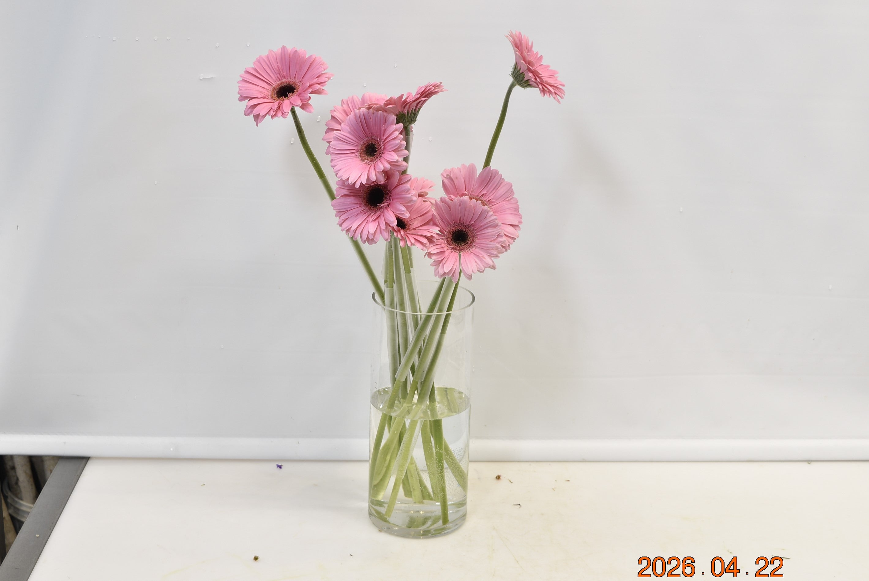 Gerbera Shanice Small
