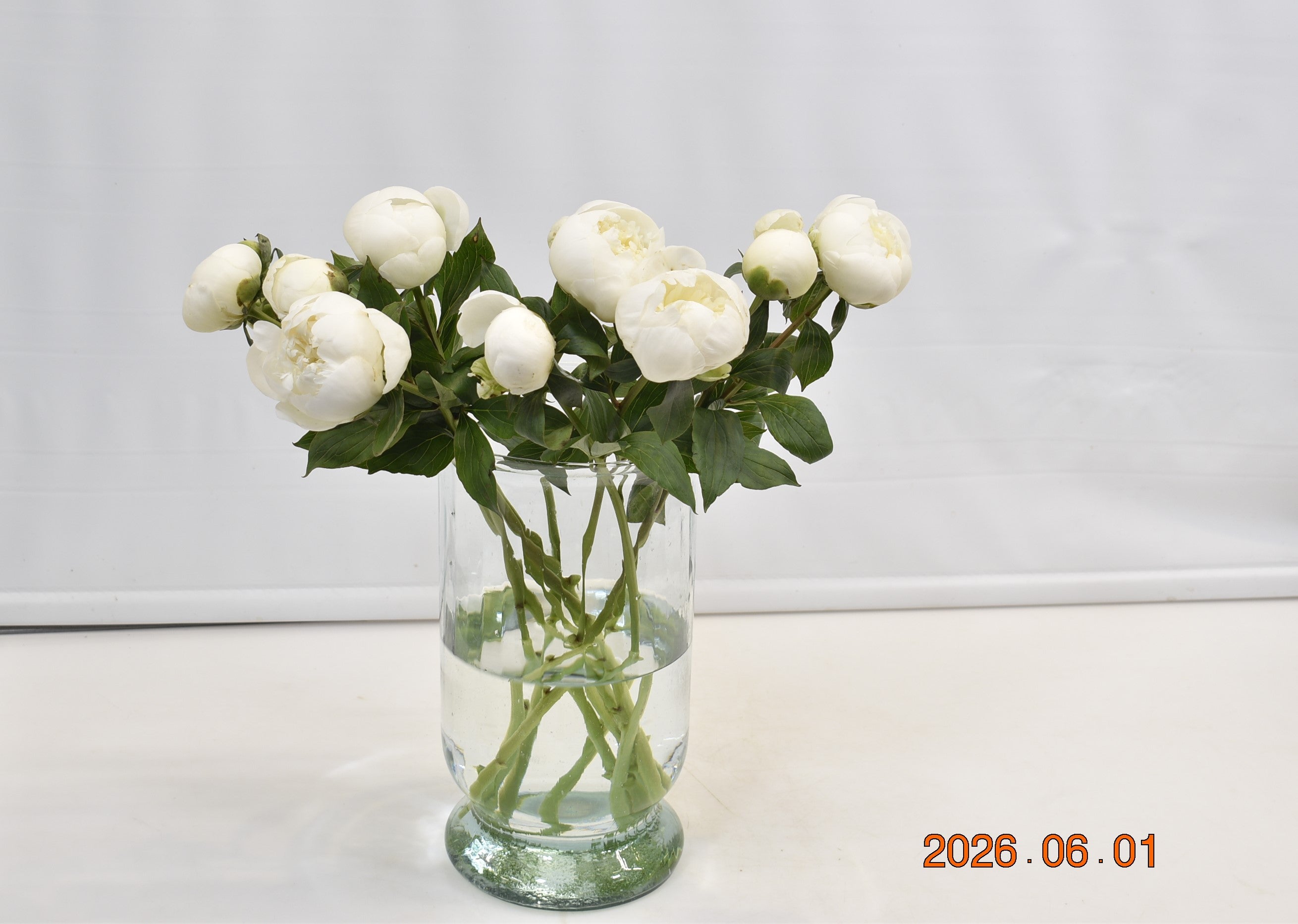 PEONY WHITE Small