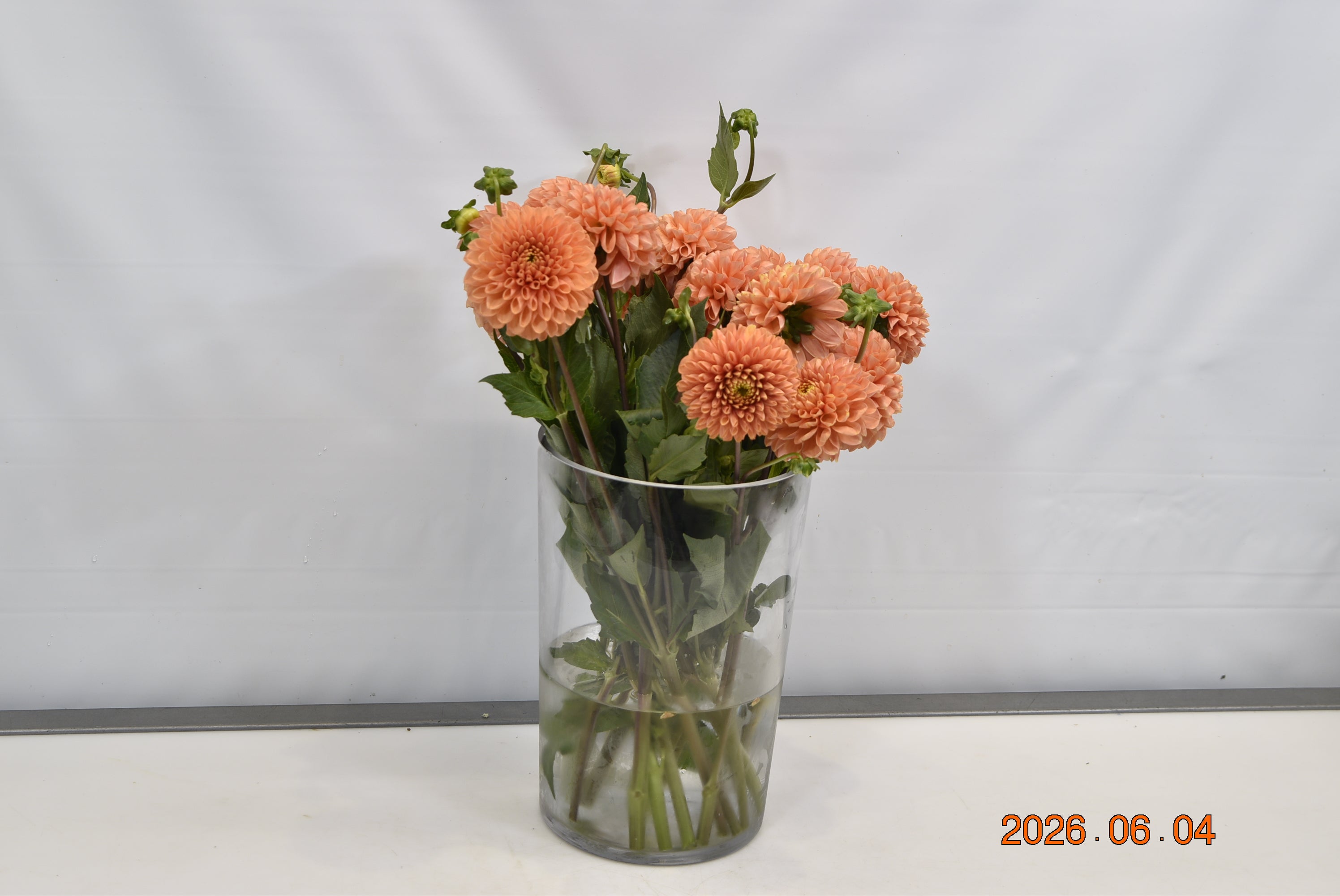 Dahlia Orange Small