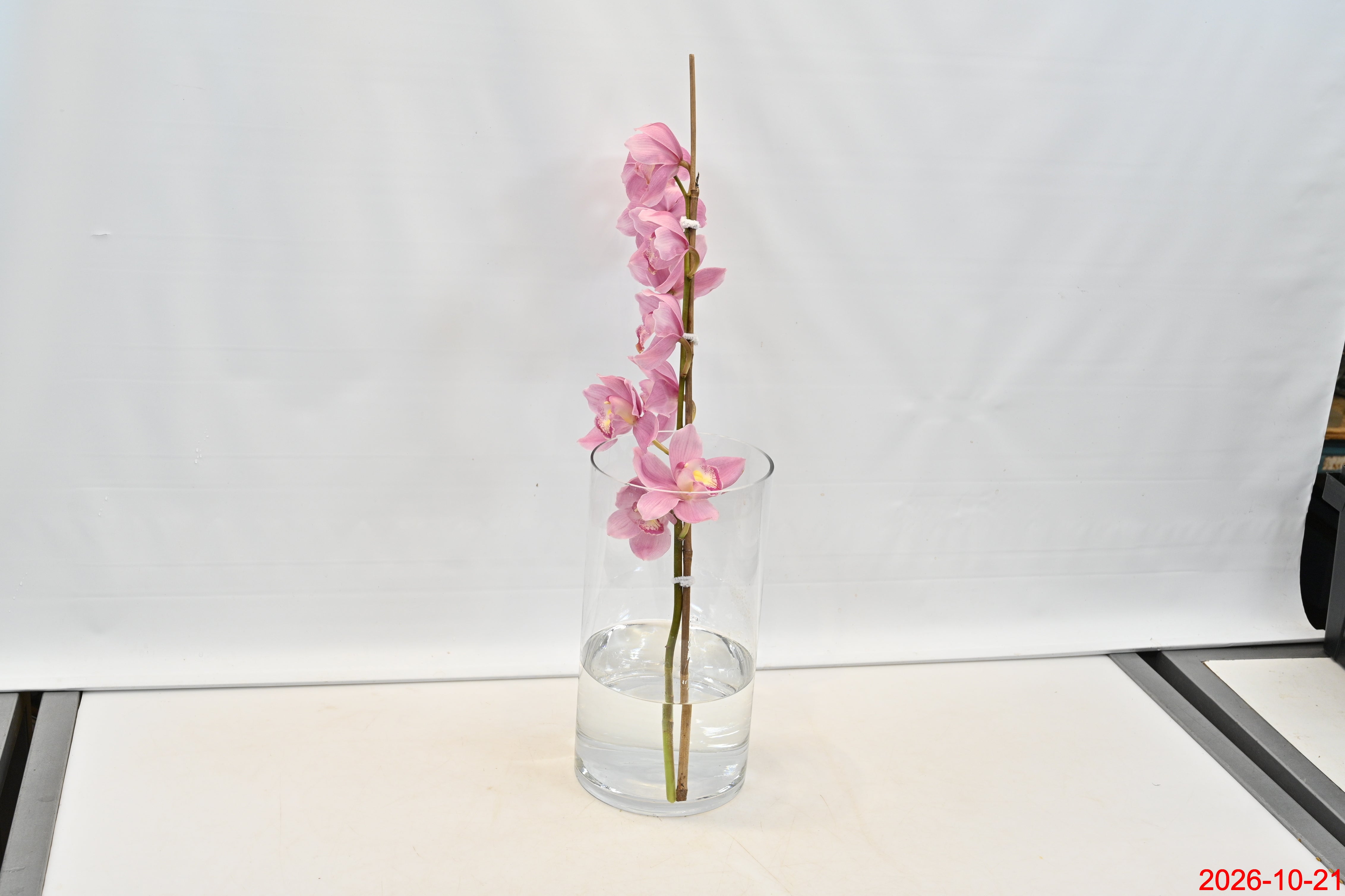 CYMBIDIUM PINK PER BLOOM Small