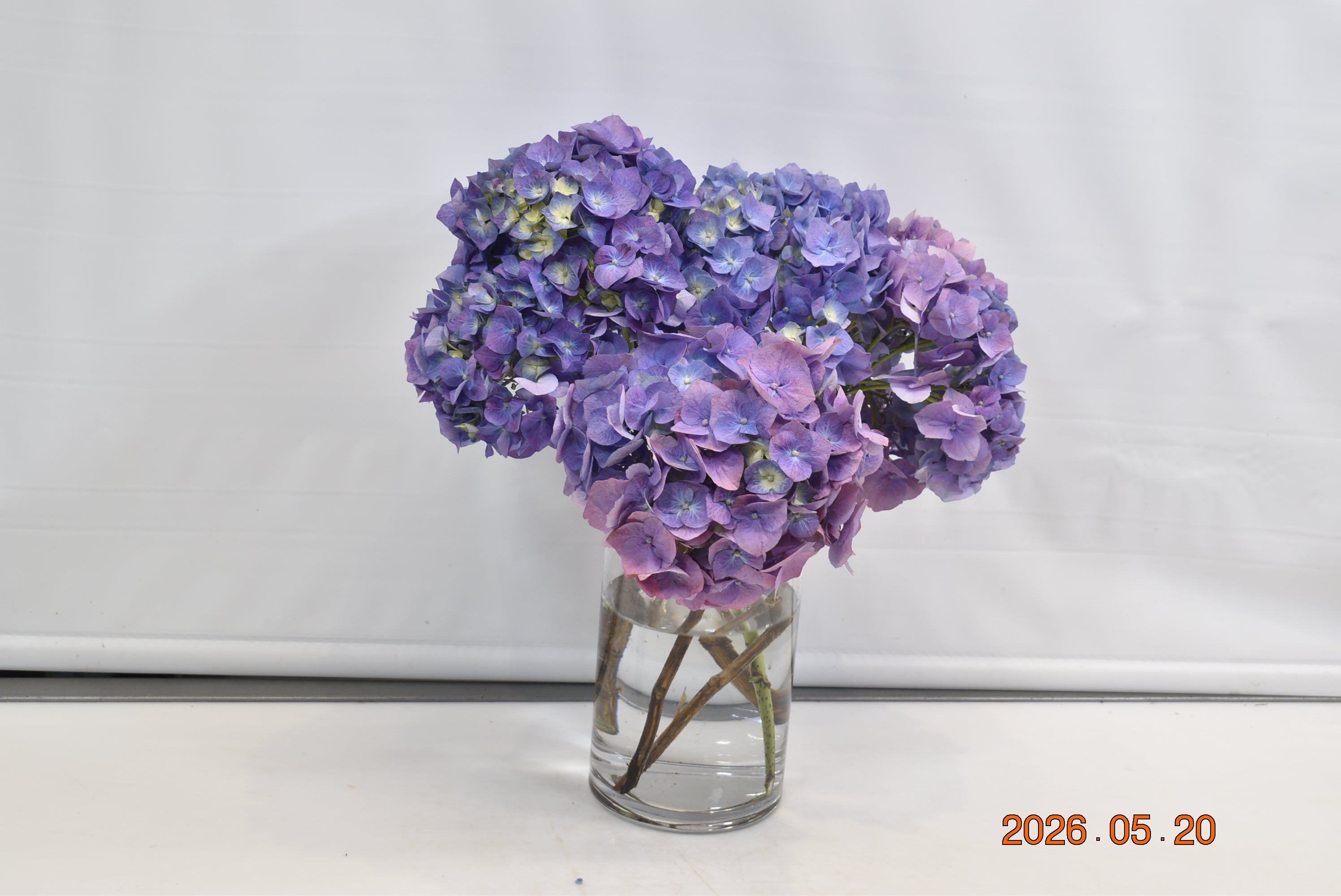 HYDRANGEA PURPLE Small
