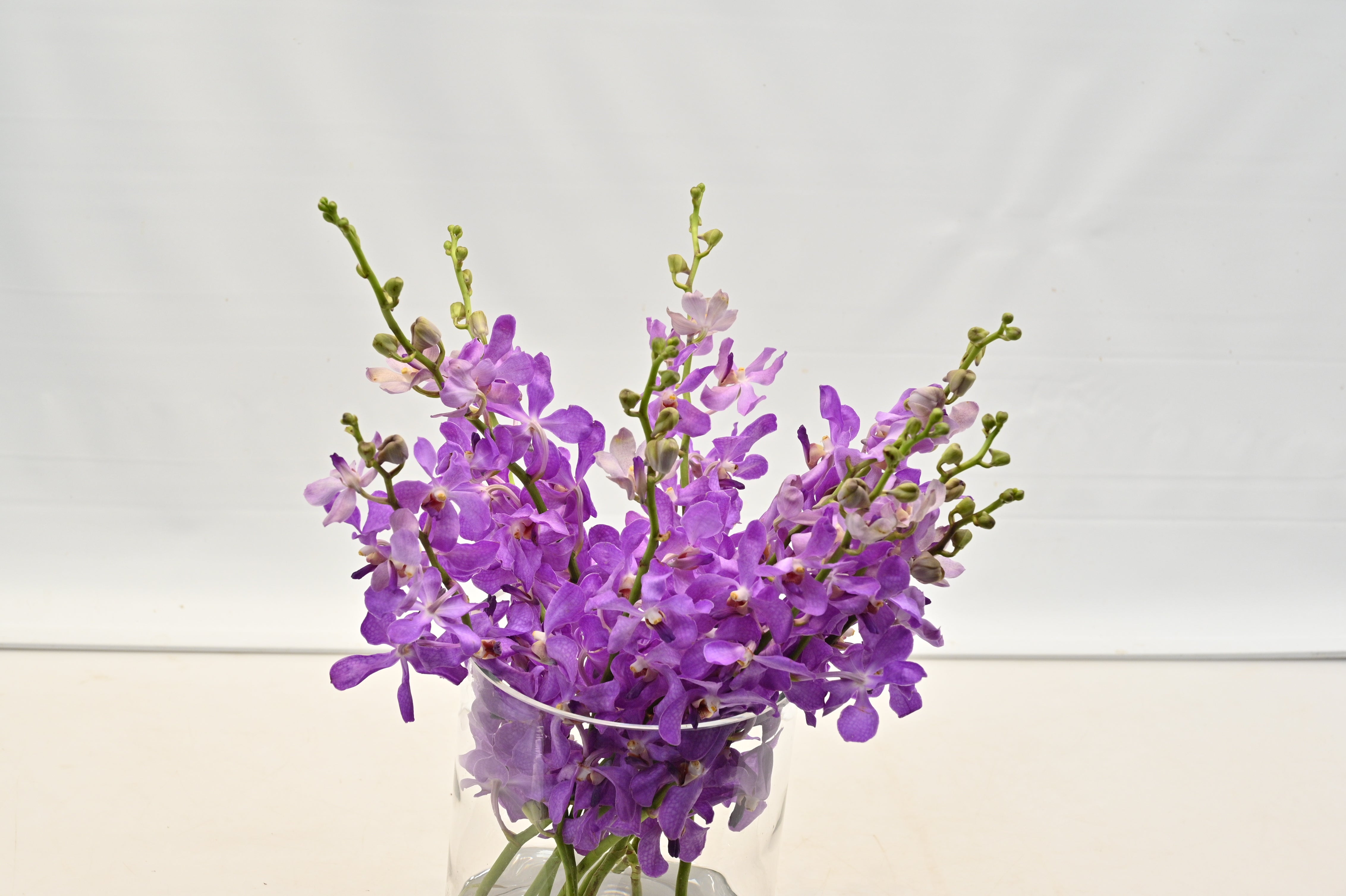 MOKARA ORCHID PURPLE Small