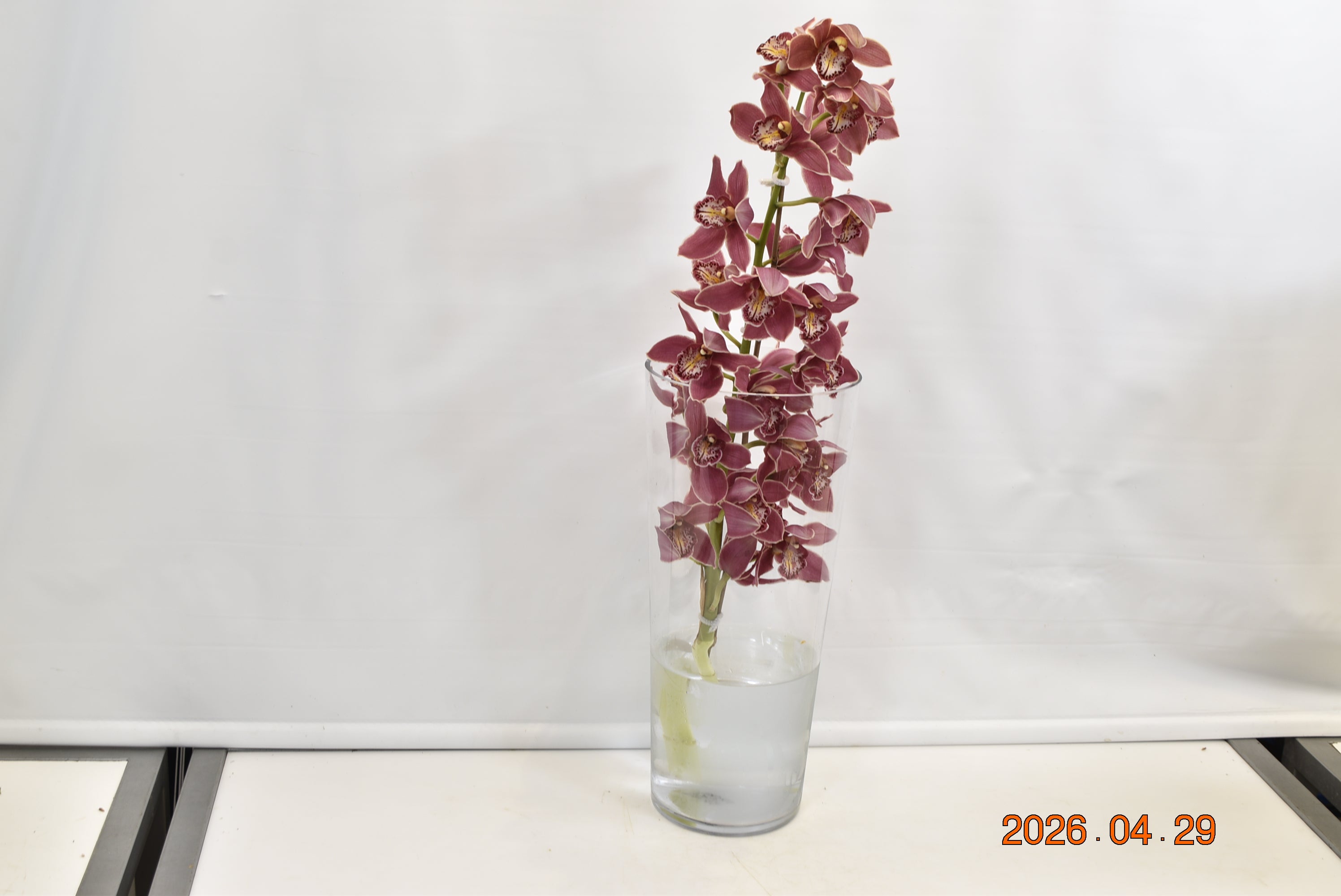 CYMBIDIUM BURGUNDY PER BLOOM Small
