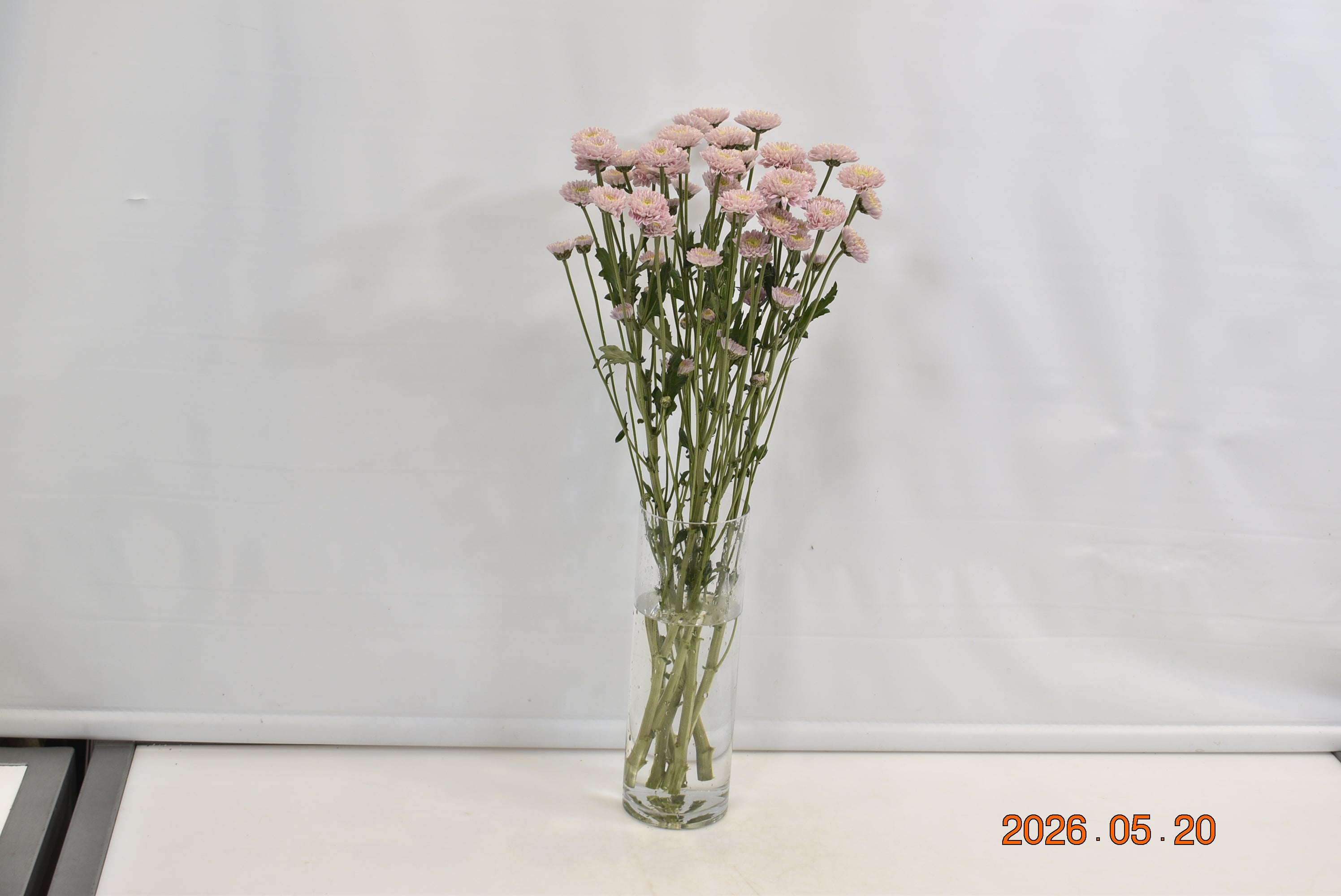 CHRYSANTHEMUM ASSORTED Small