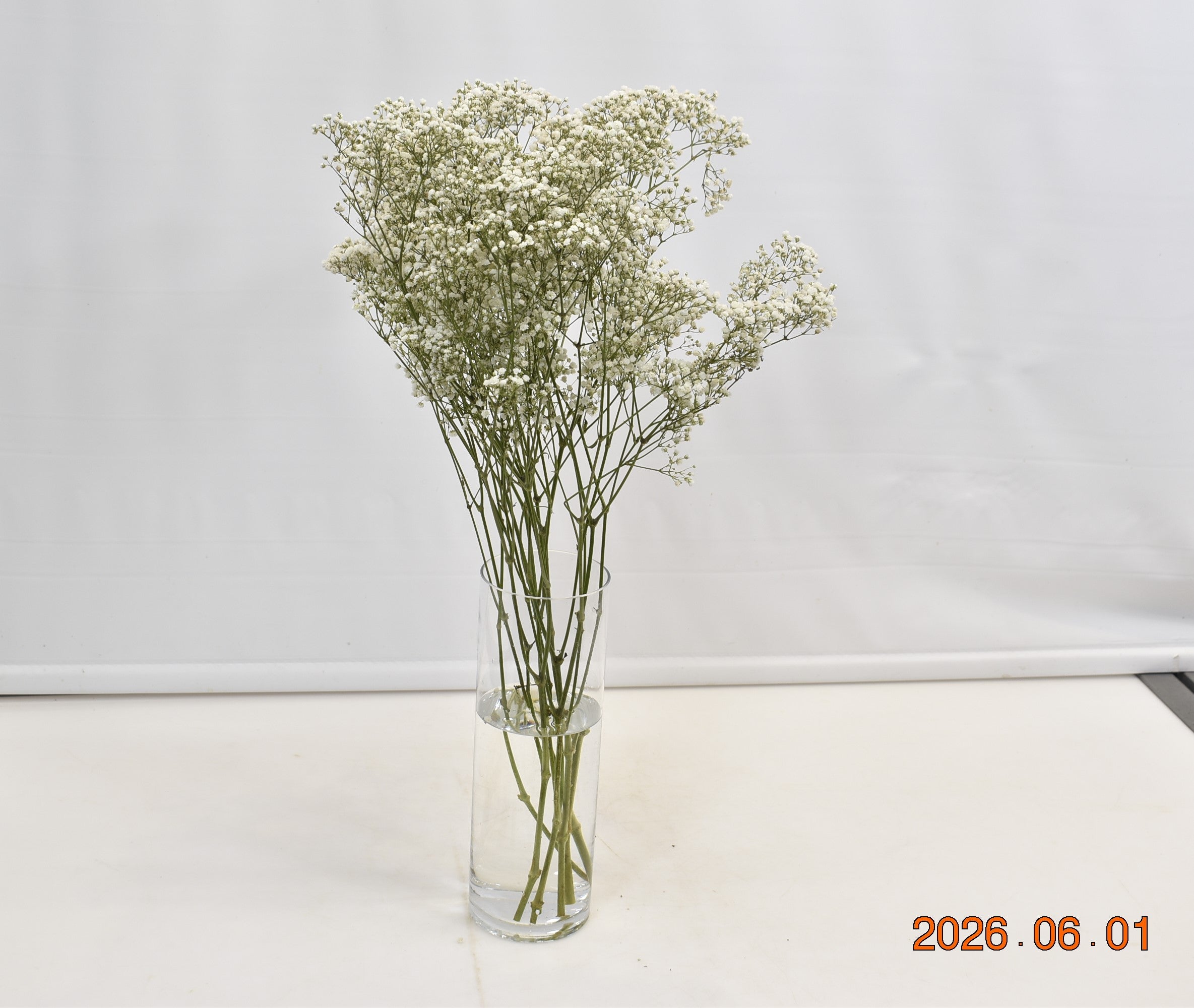 GYPSOPHILA MILLION STAR 250g Small