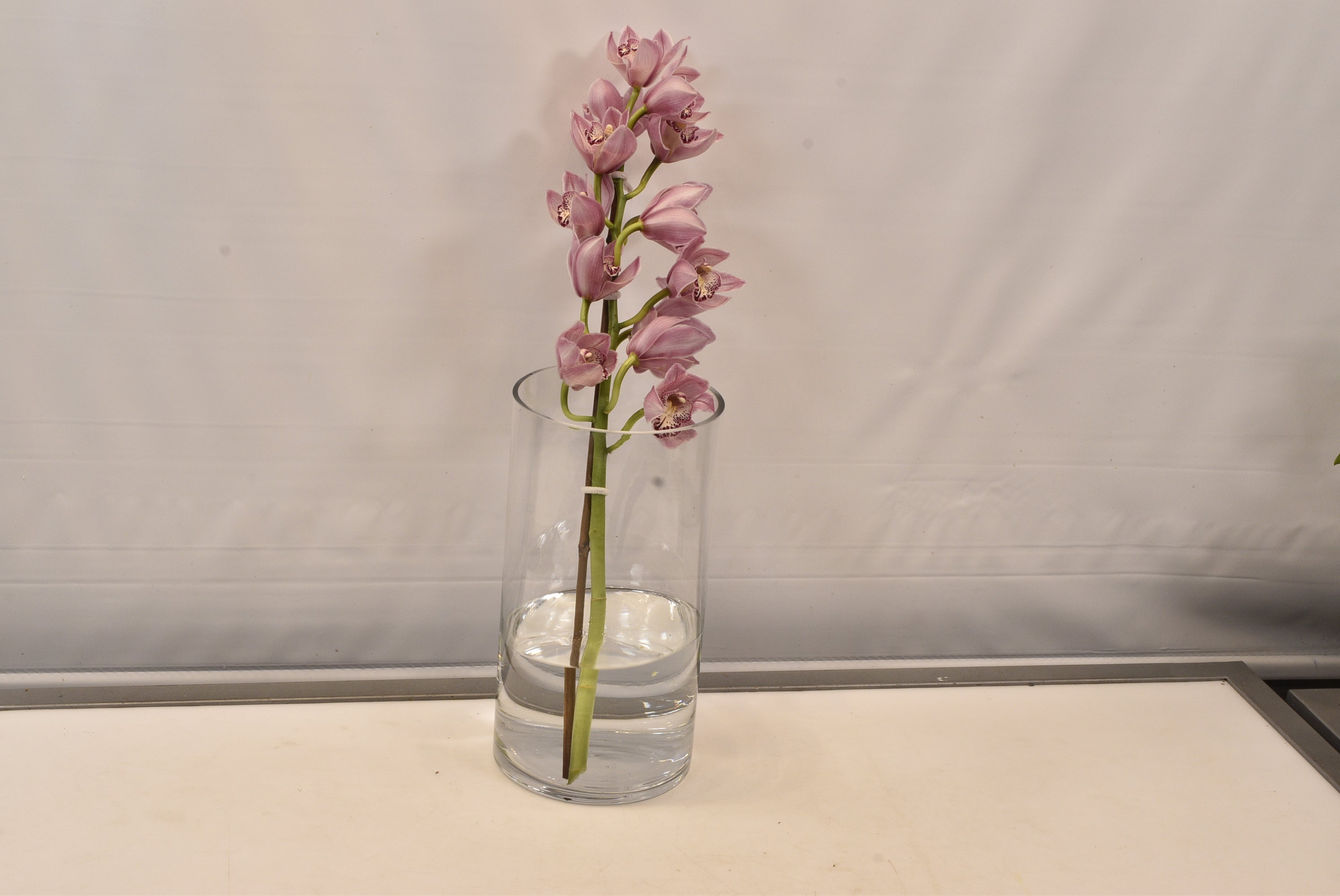 CYMBIDIUM PINK PER BLOOM Small