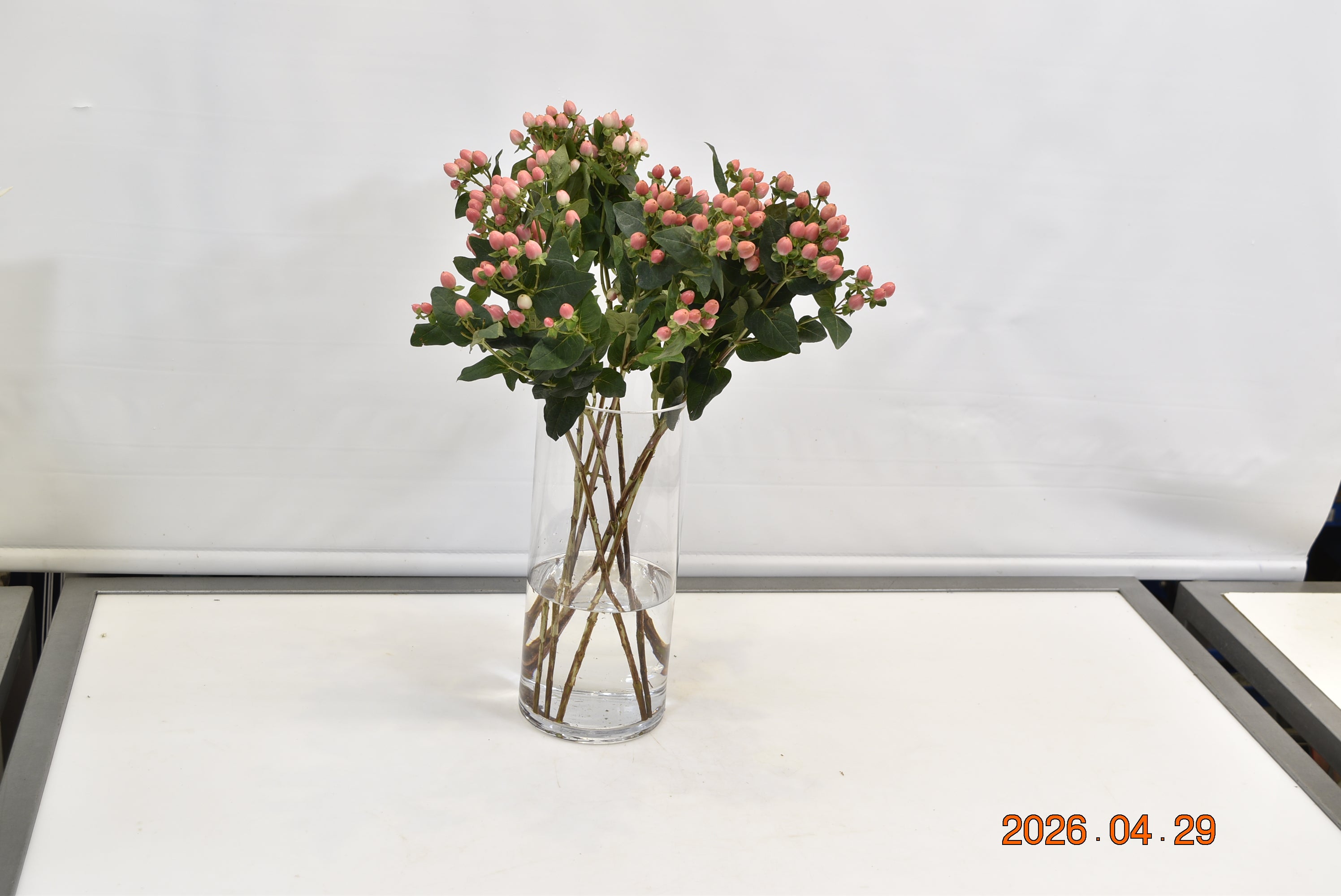 HYPERICUM COCO CASINO Small